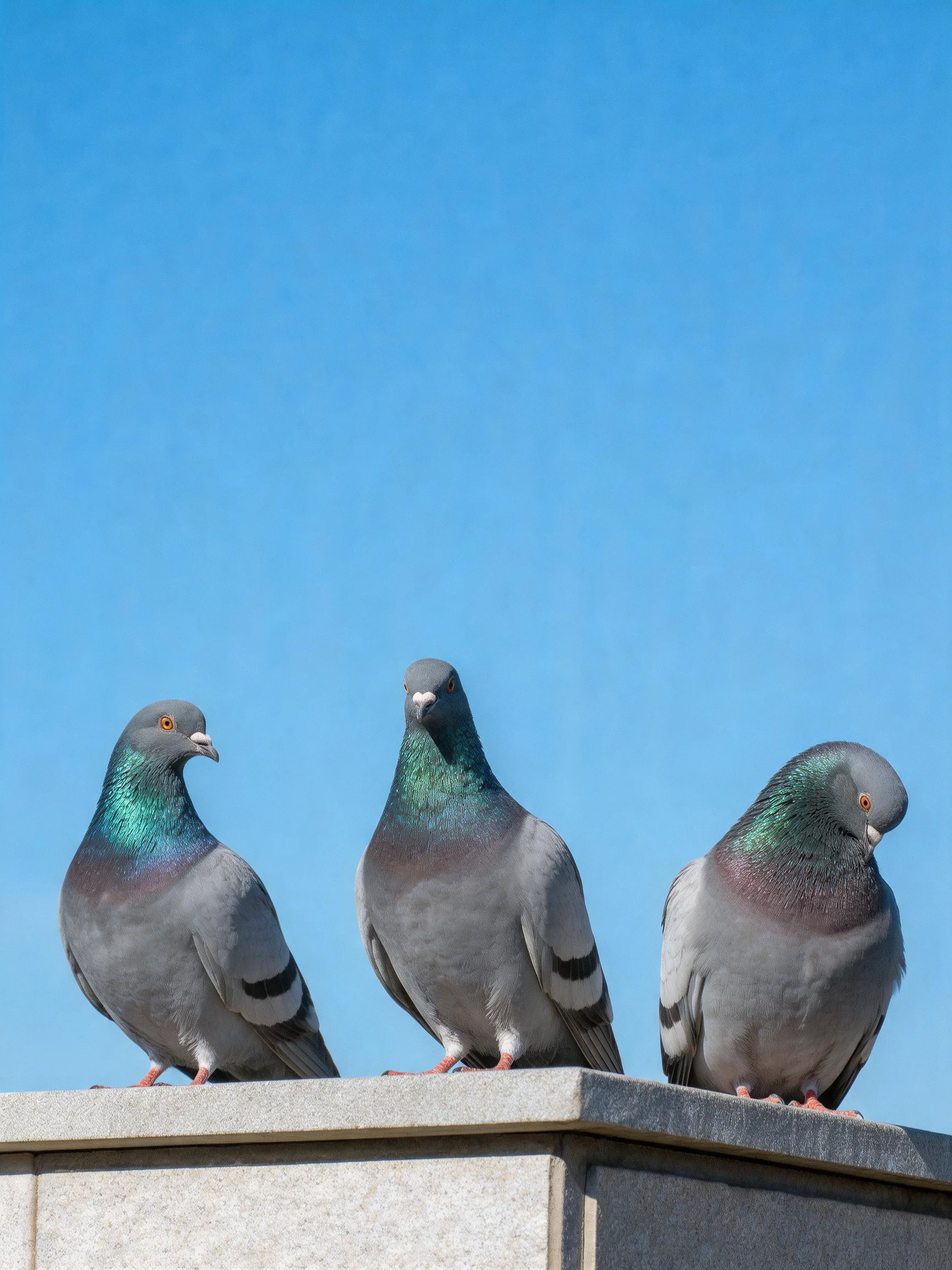 Three pigeons rest on a gray structure beneath an unobstructed blue sky.