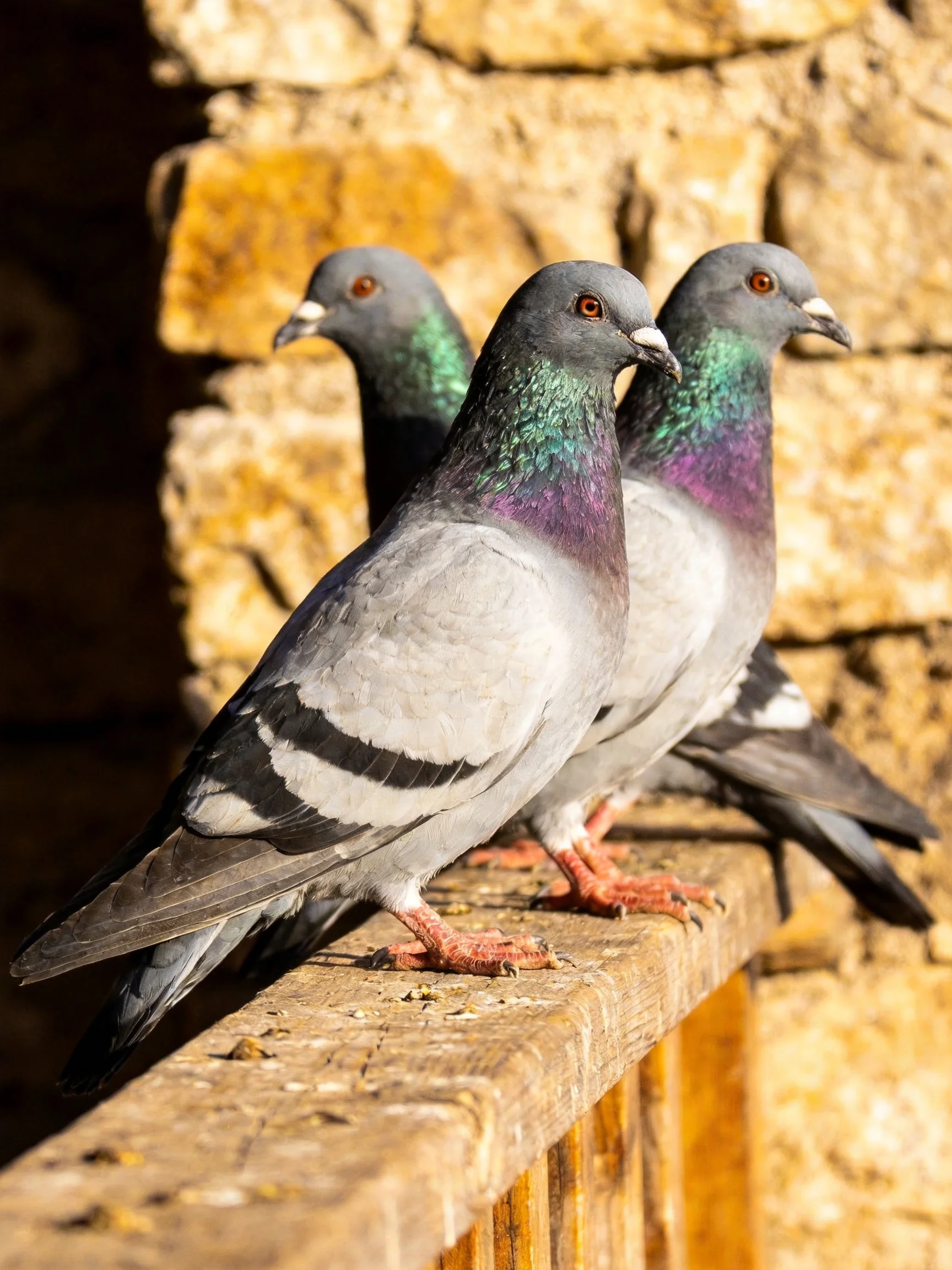 Three pigeons rest on a wooden ledge beside an aged stone wall.