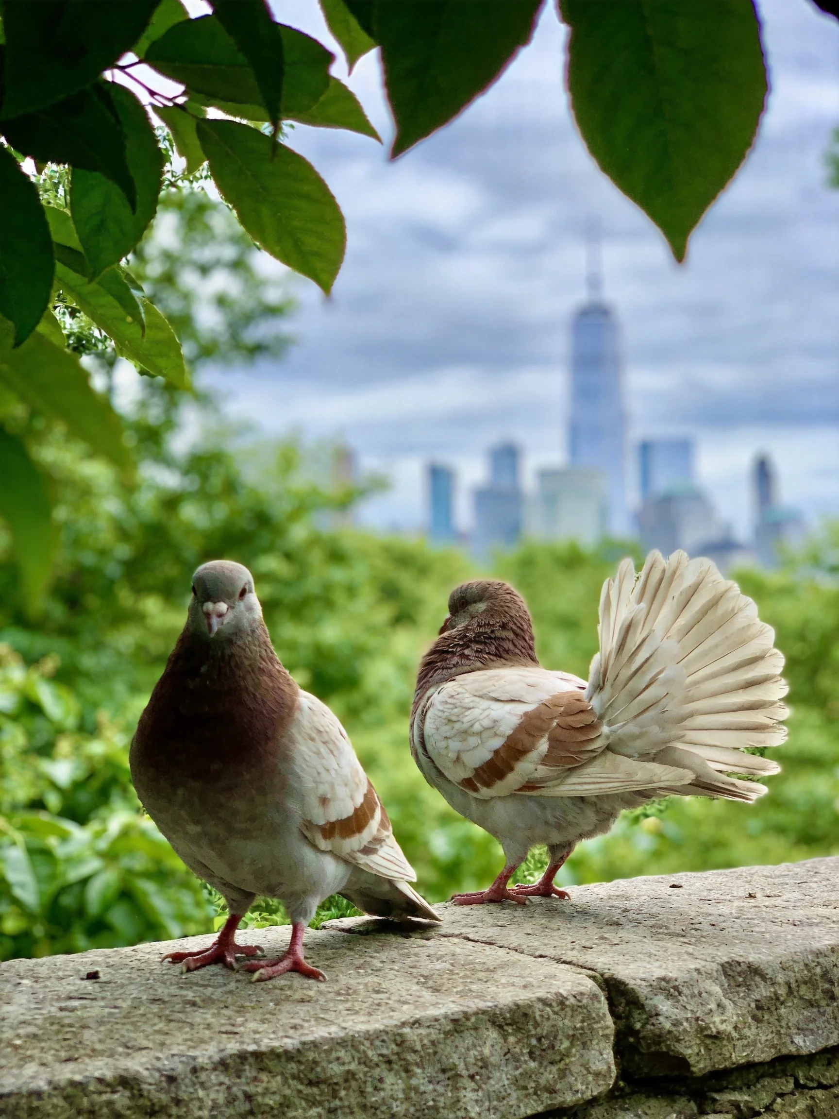 Two brown-and-gray pigeons rest on a stone ledge near a city skyline