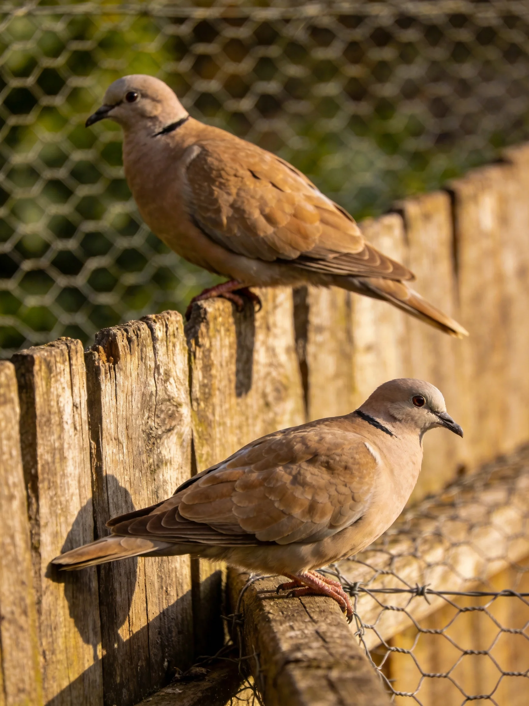 Two brown doves perch on weathered wooden fence near wire mesh