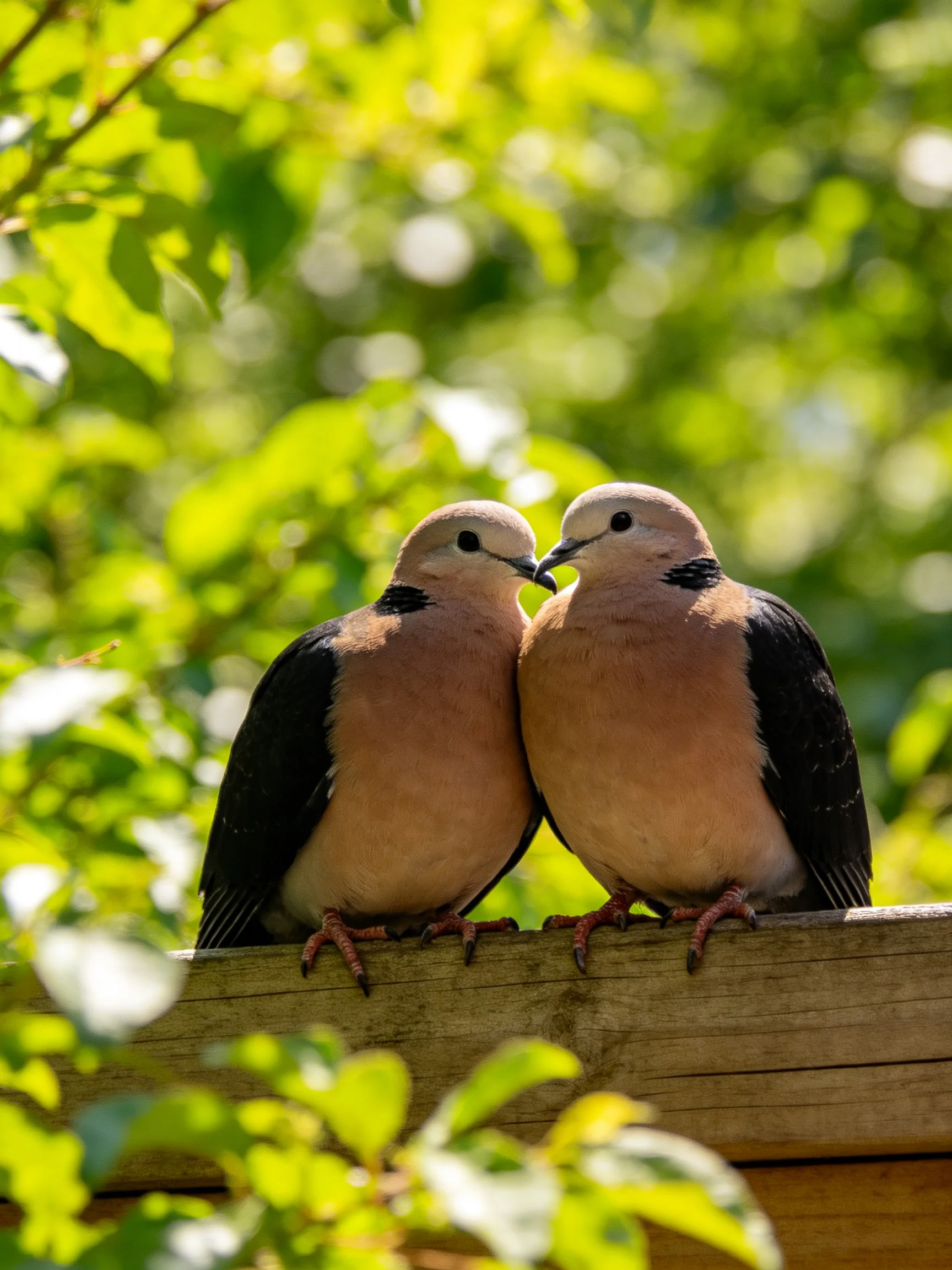 Two collared doves perch closely together on a wooden fence amidst lush greenery