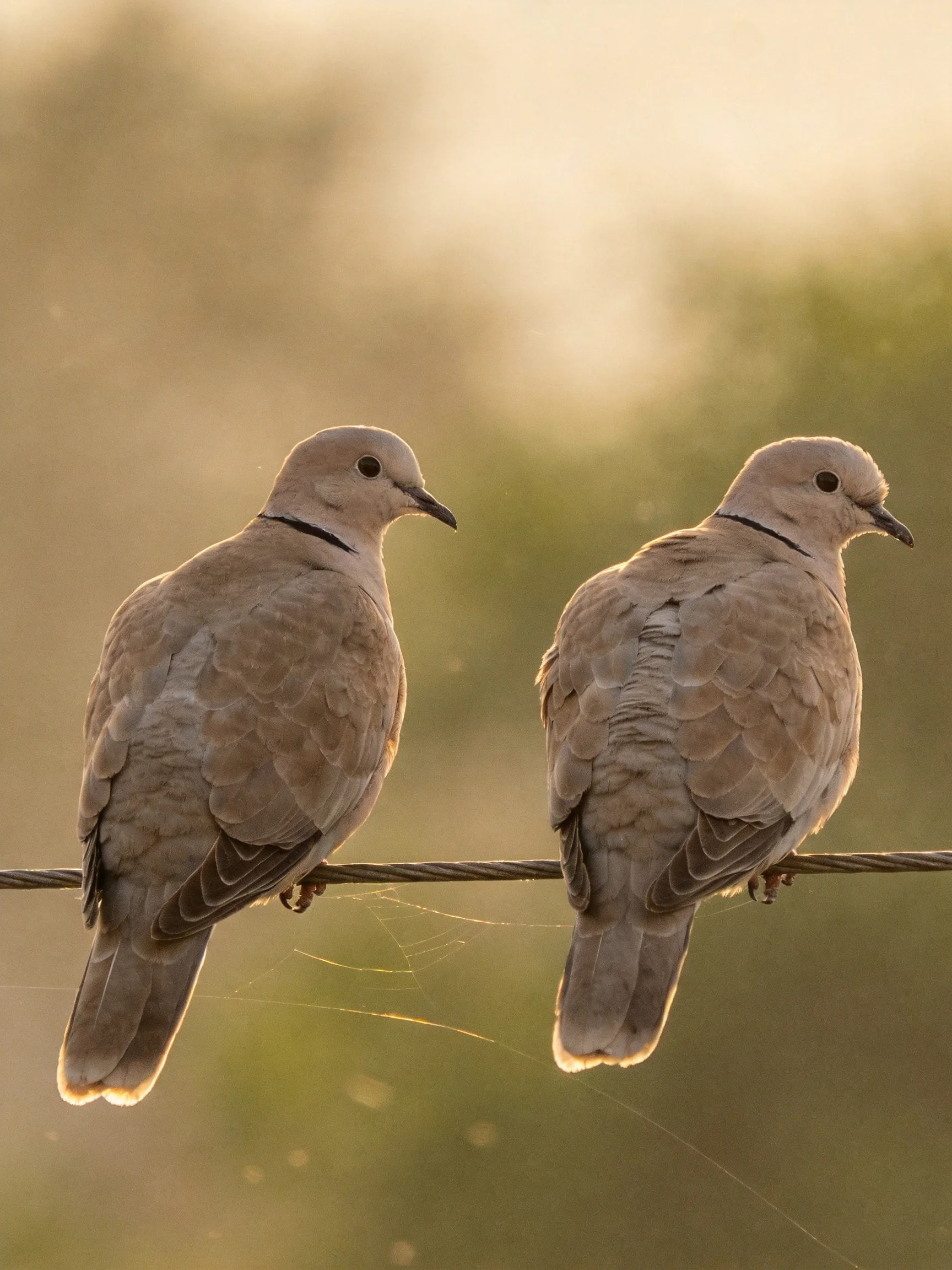 Two collared doves perch on a wire with a soft, green-hued backdrop