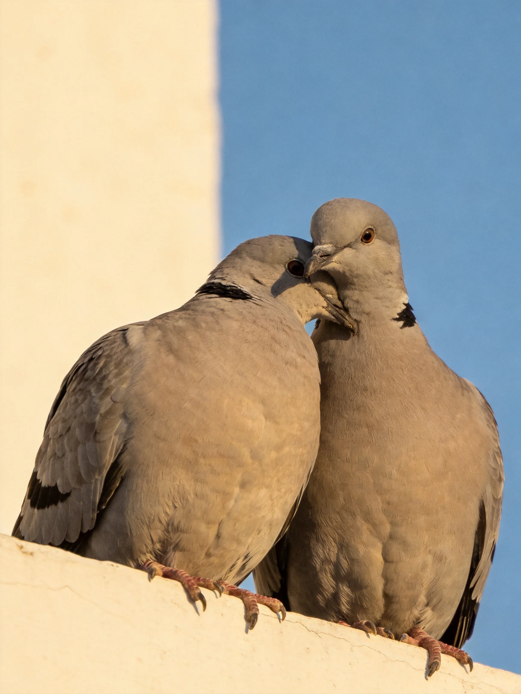 Two gray doves nuzzling on a white ledge with clear blue sky