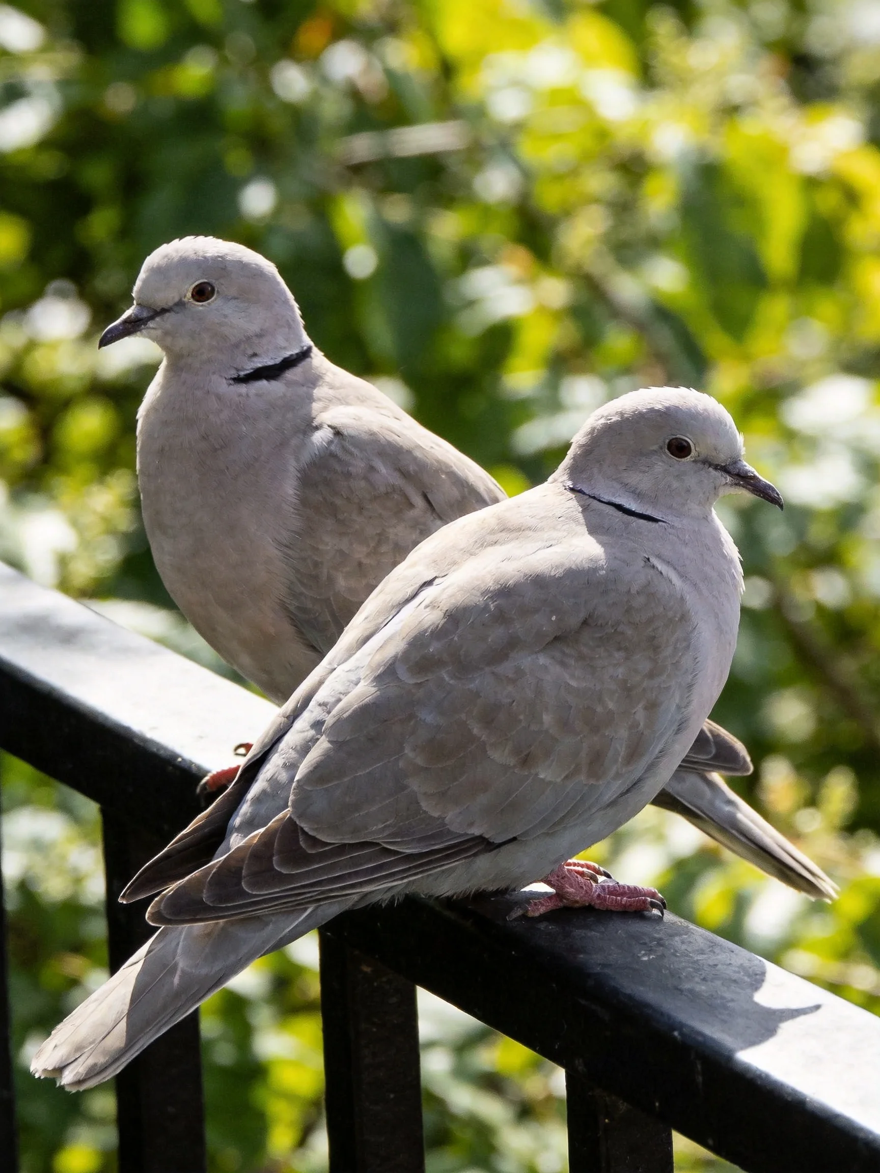 Two gray doves with black neck bands perch on a dark metal railing near greenery