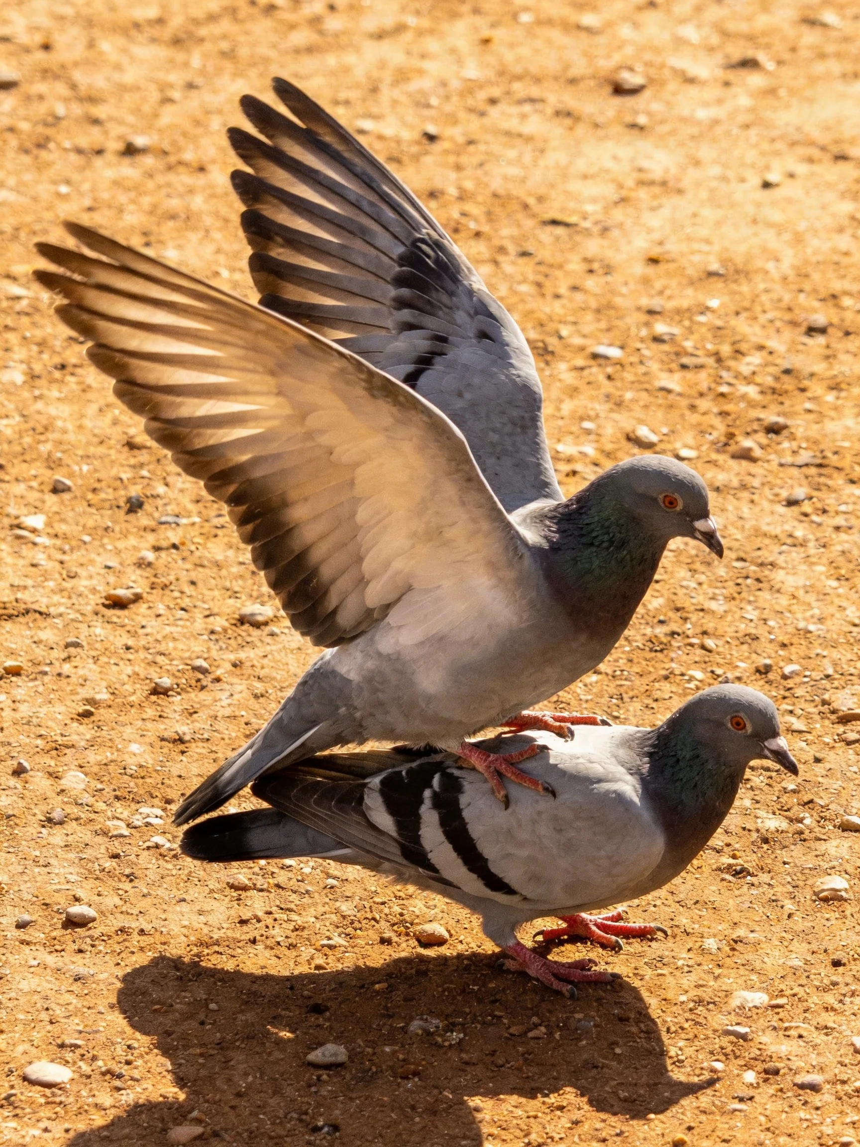 Two gray pigeons interact during courtship on a gravelly, pebbled terrain.