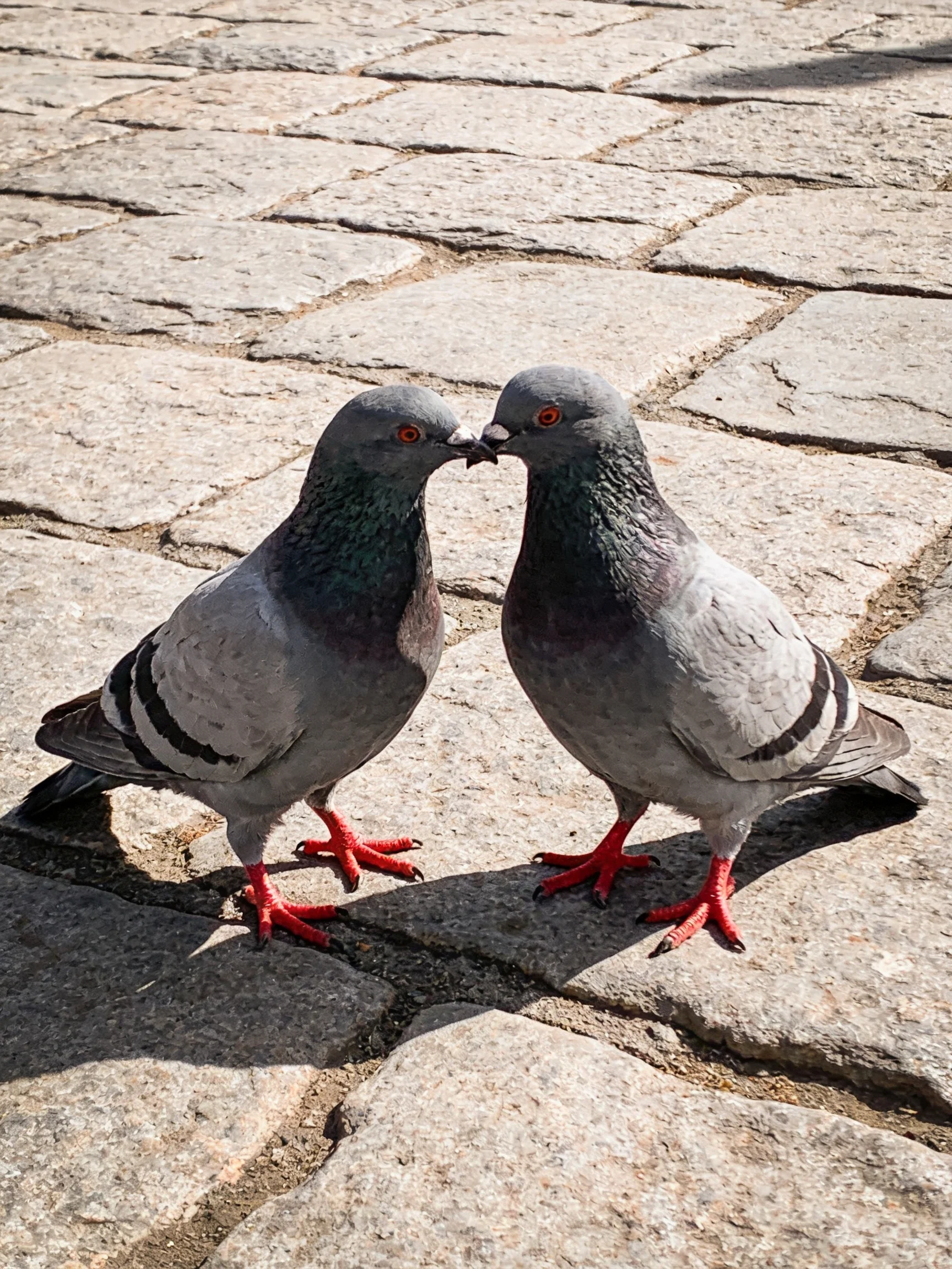 Two gray pigeons nuzzling on a cobblestone pavement