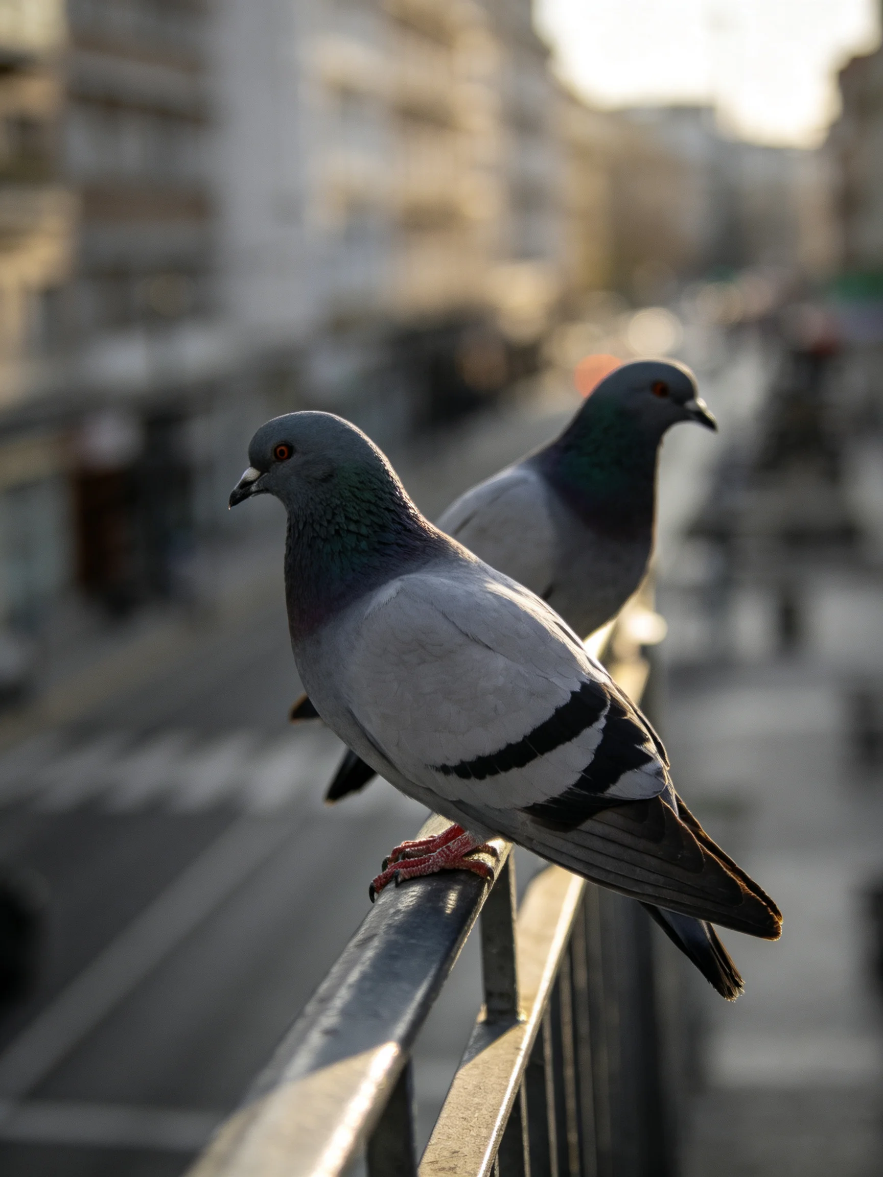 Two gray pigeons perch on a metal railing near a sunlit city street