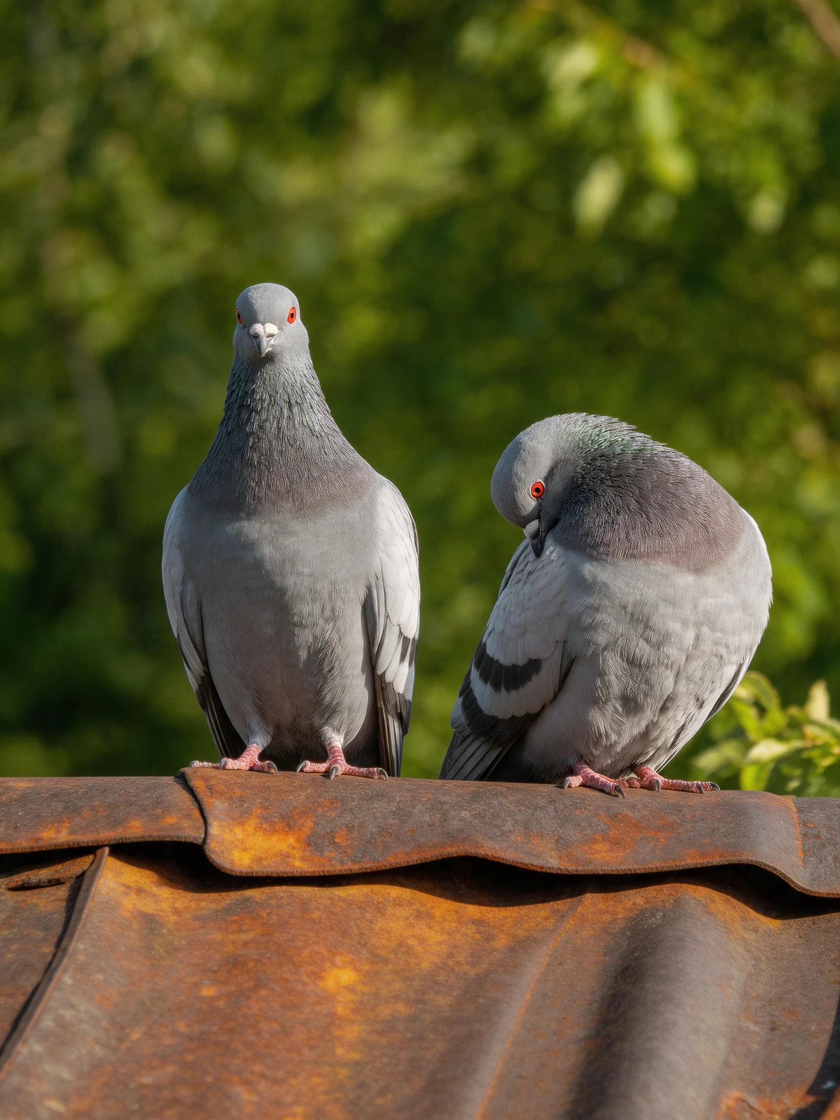 Two gray pigeons perch on a rusted metal roof with green backdrop