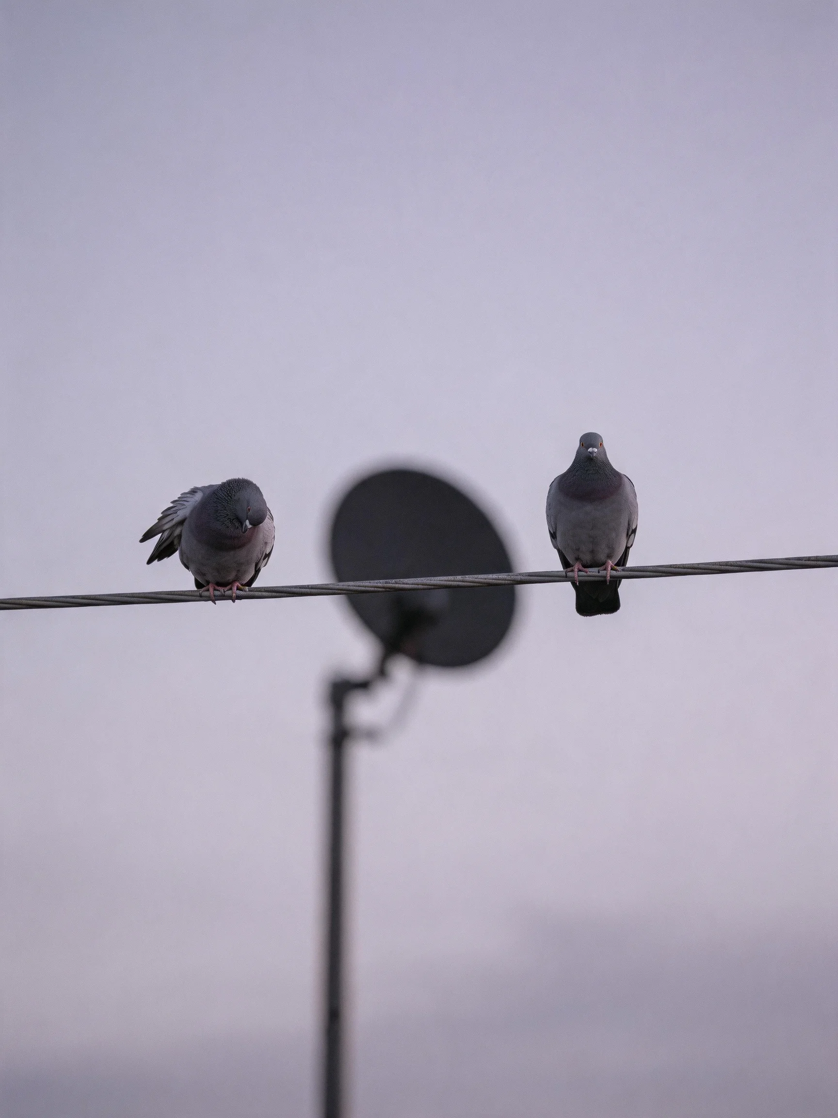 Two gray pigeons perch on a wire near a satellite dish under an overcast sky