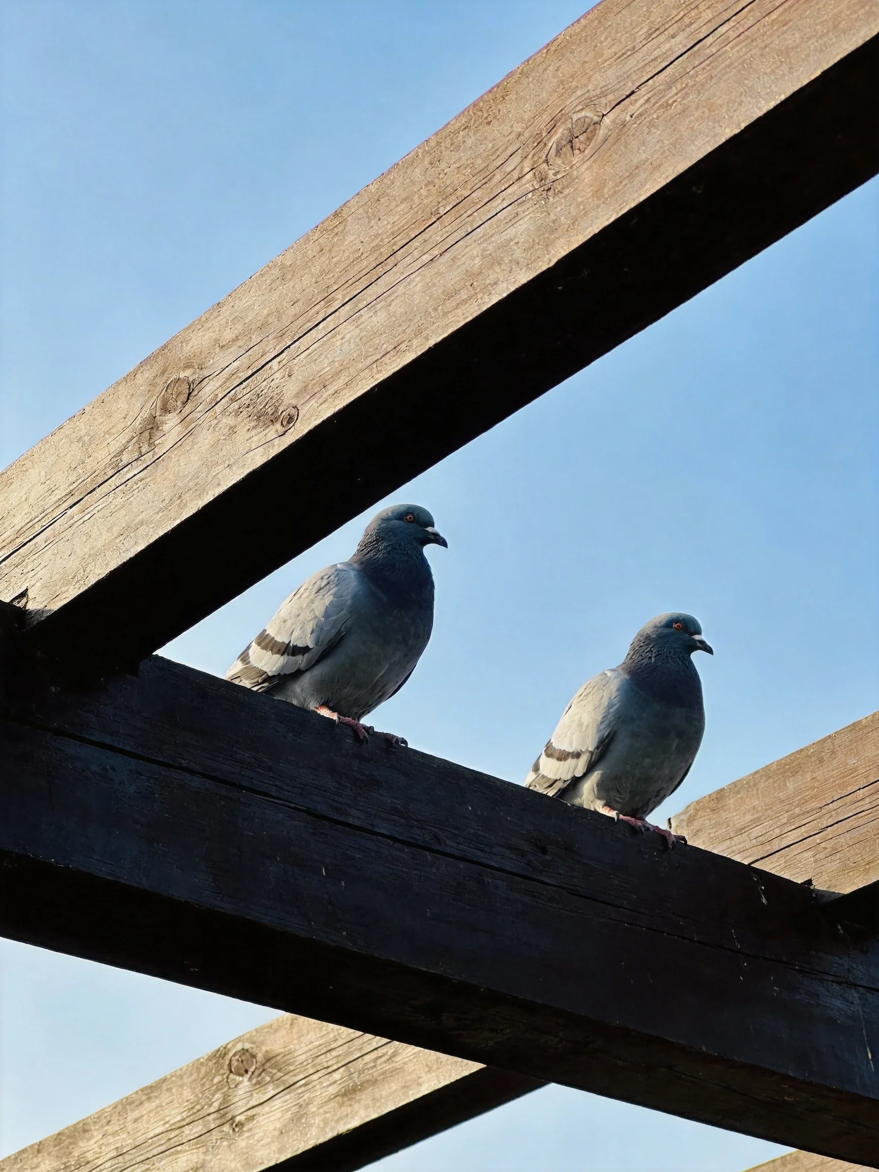 Two gray pigeons perch on aged wooden beams beneath a clear blue sky.