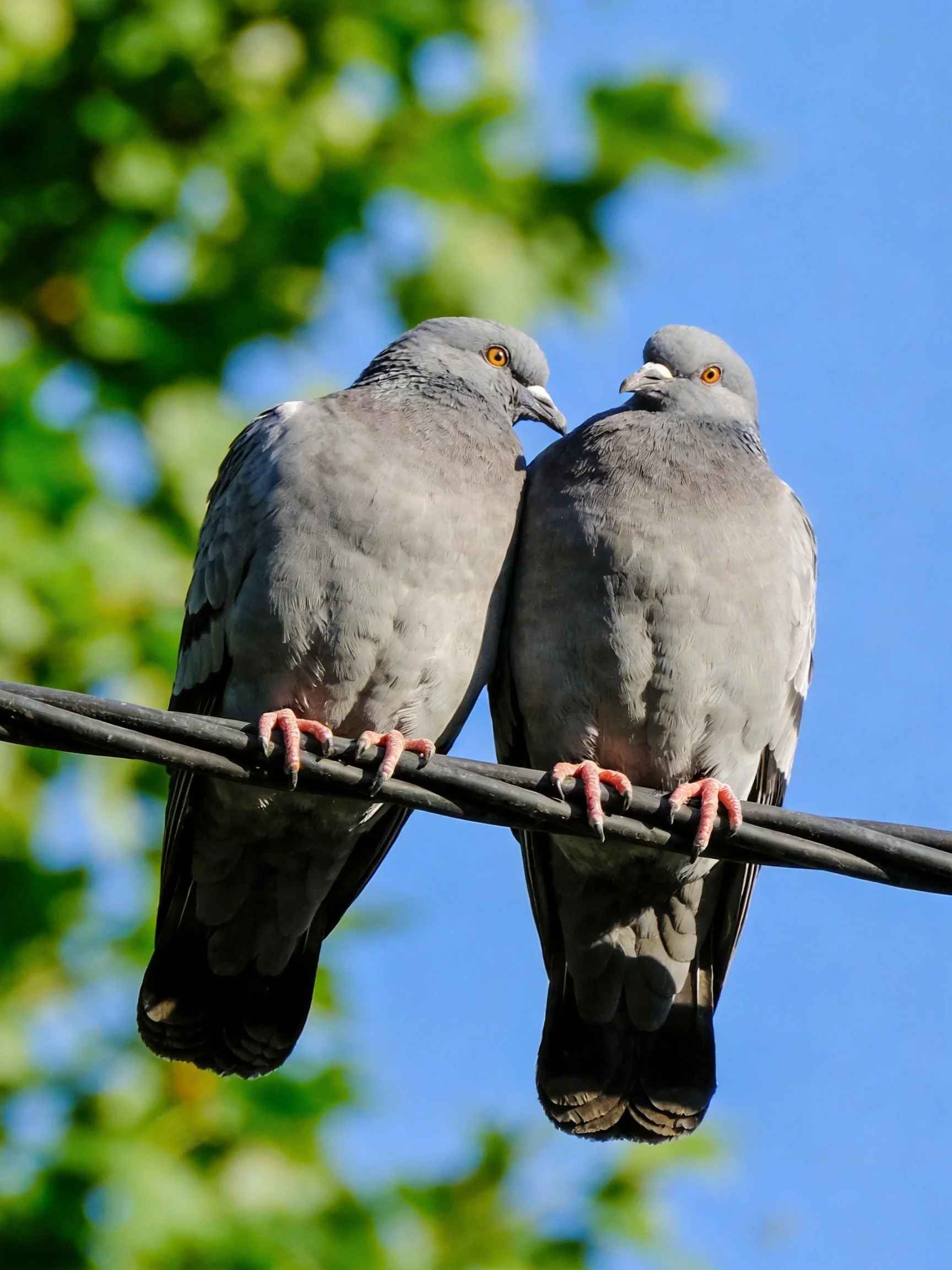 Two gray pigeons sit closely together on a wire with blue sky and green foliage