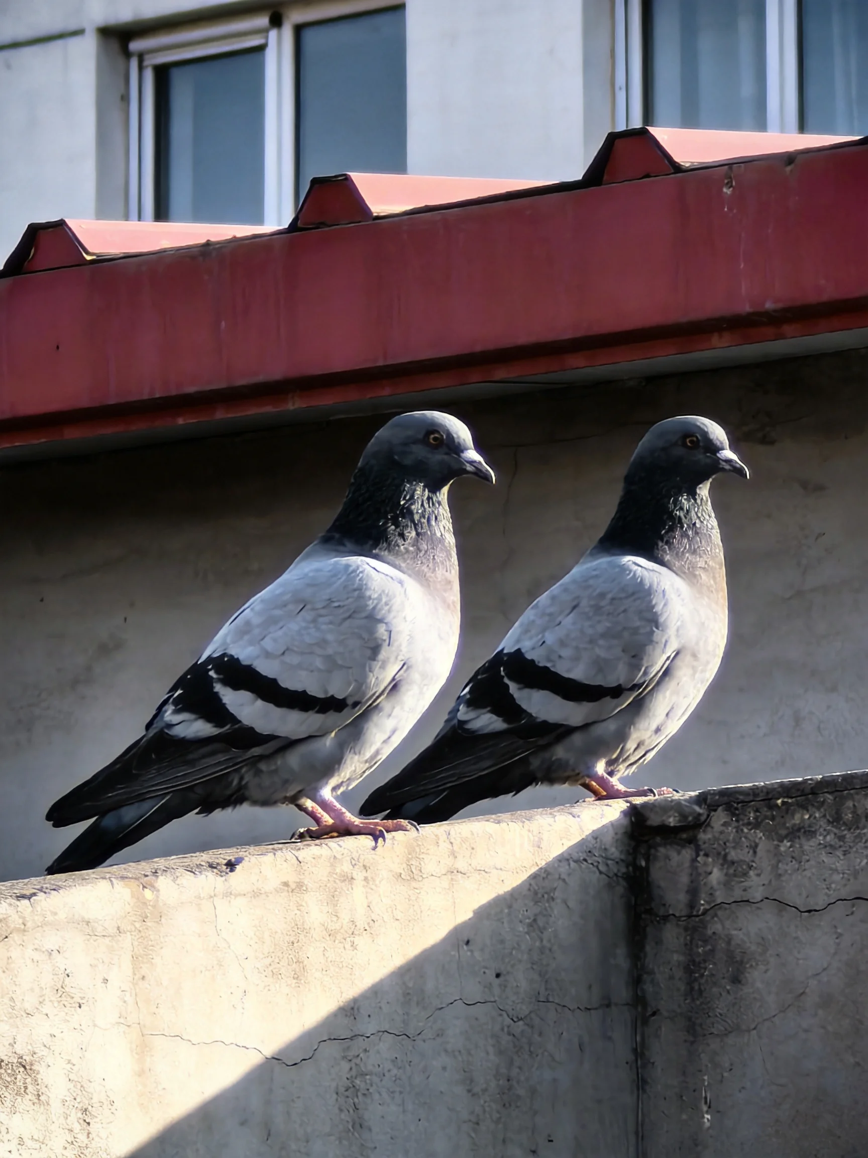 Two gray pigeons rest side by side on a concrete ledge under a red roof.