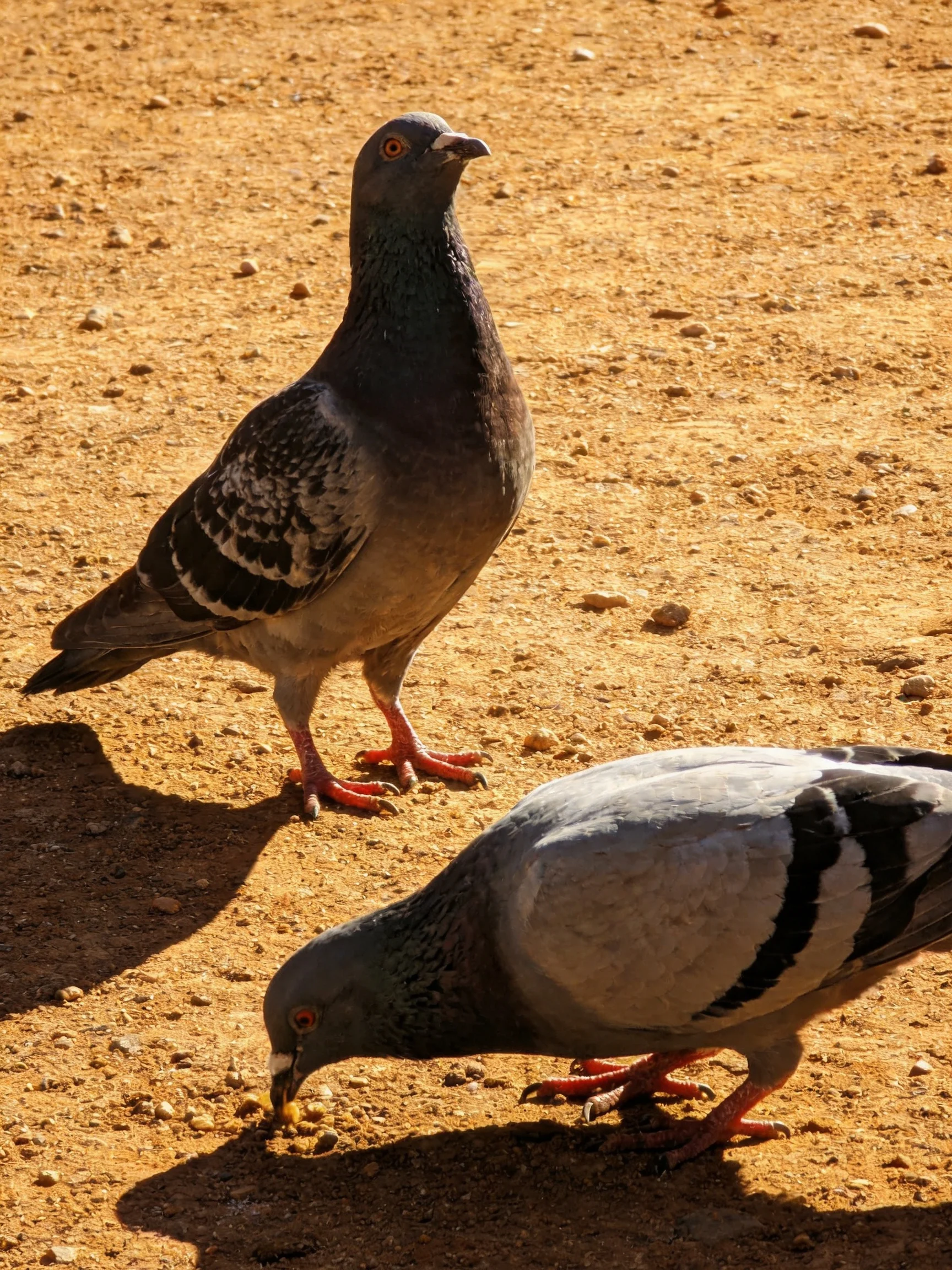 Two pigeons on a sandy gravel ground—one standing, one pecking