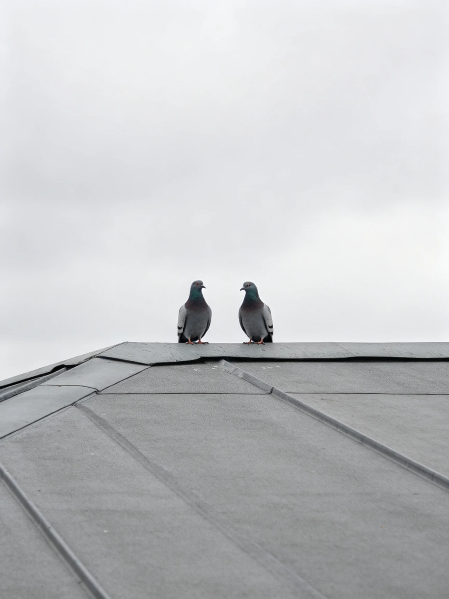 Two pigeons perch on a gray metal roof against an overcast sky