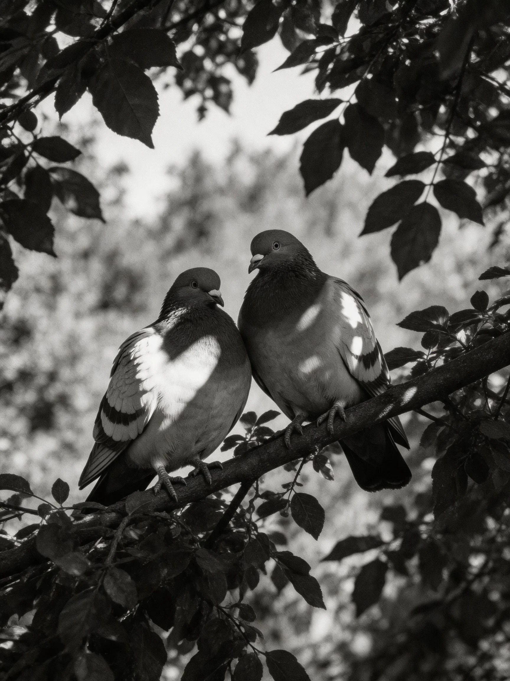 Two pigeons perched closely together on a tree branch amidst foliage