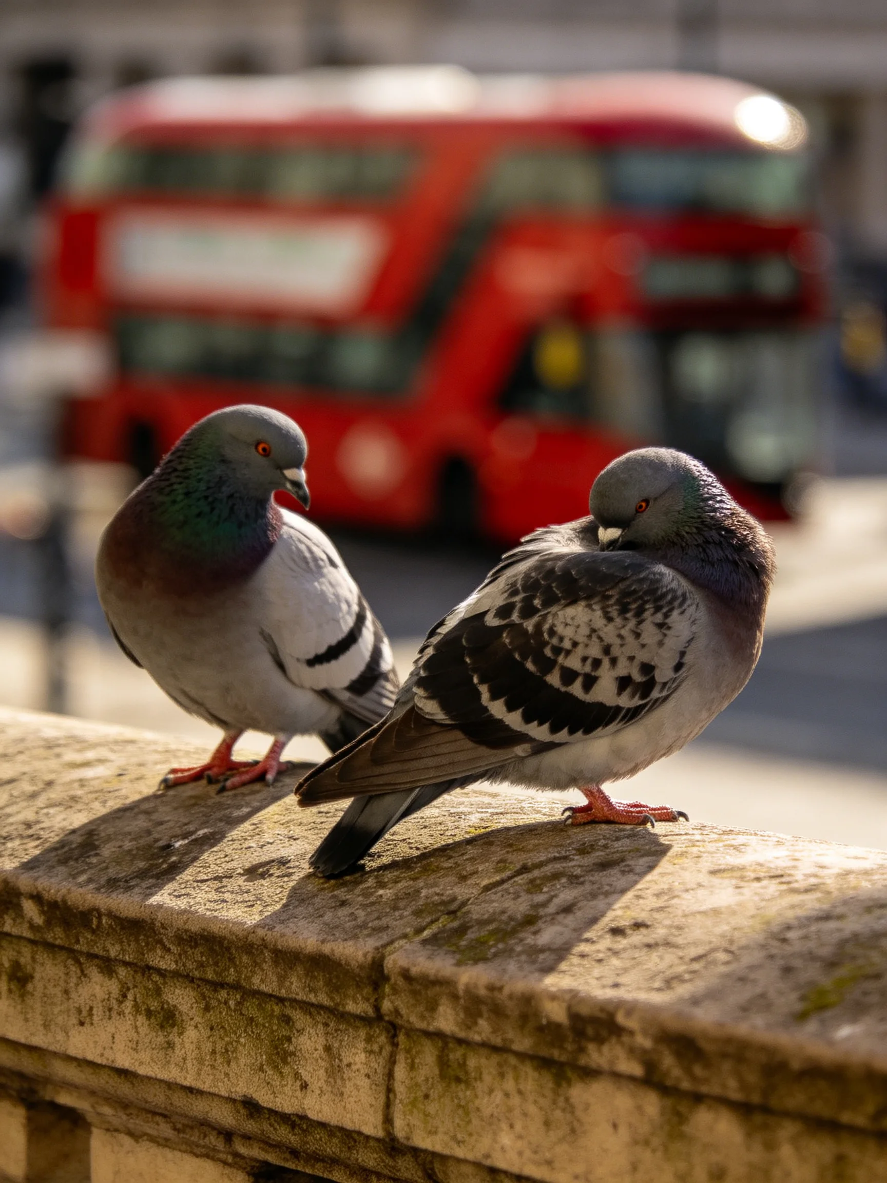 Two pigeons rest on a weathered stone ledge near a bright red double-decker bus