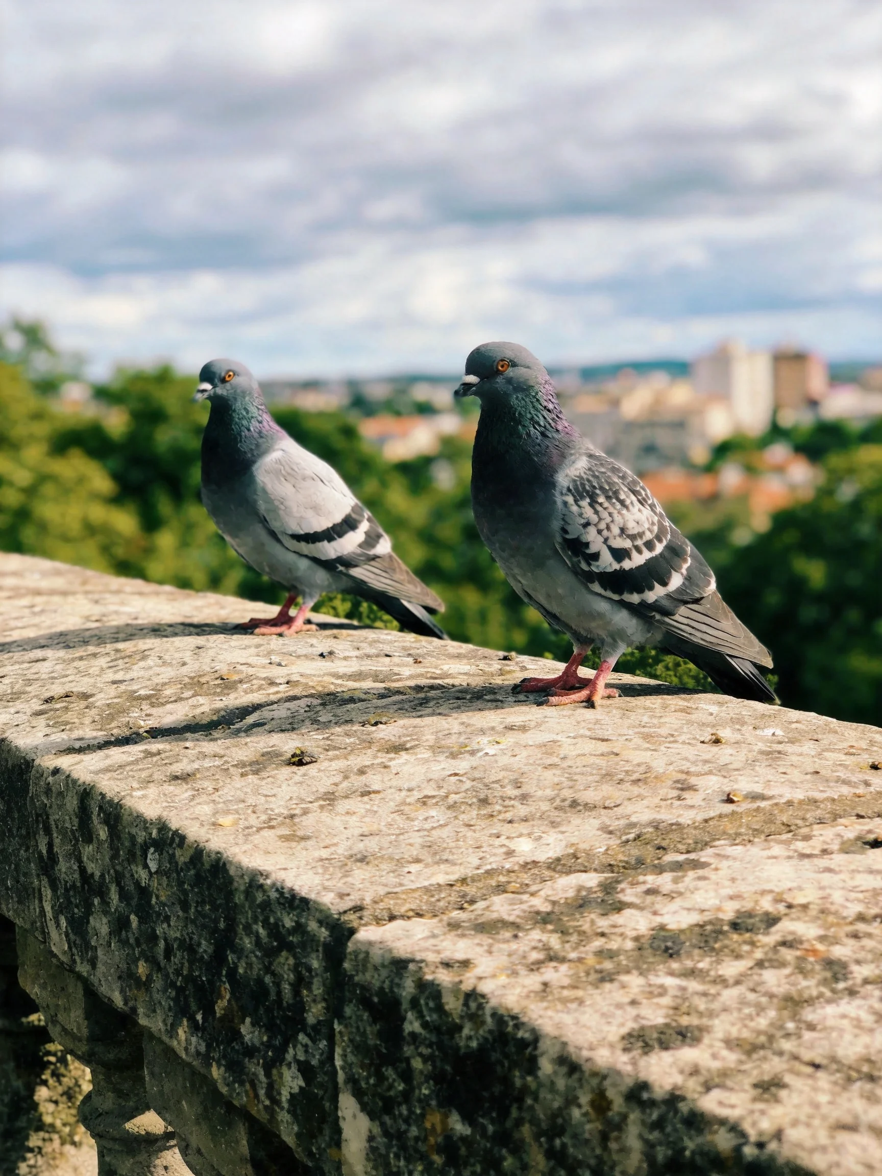Two pigeons with gray and black markings sit on a weathered stone ledge