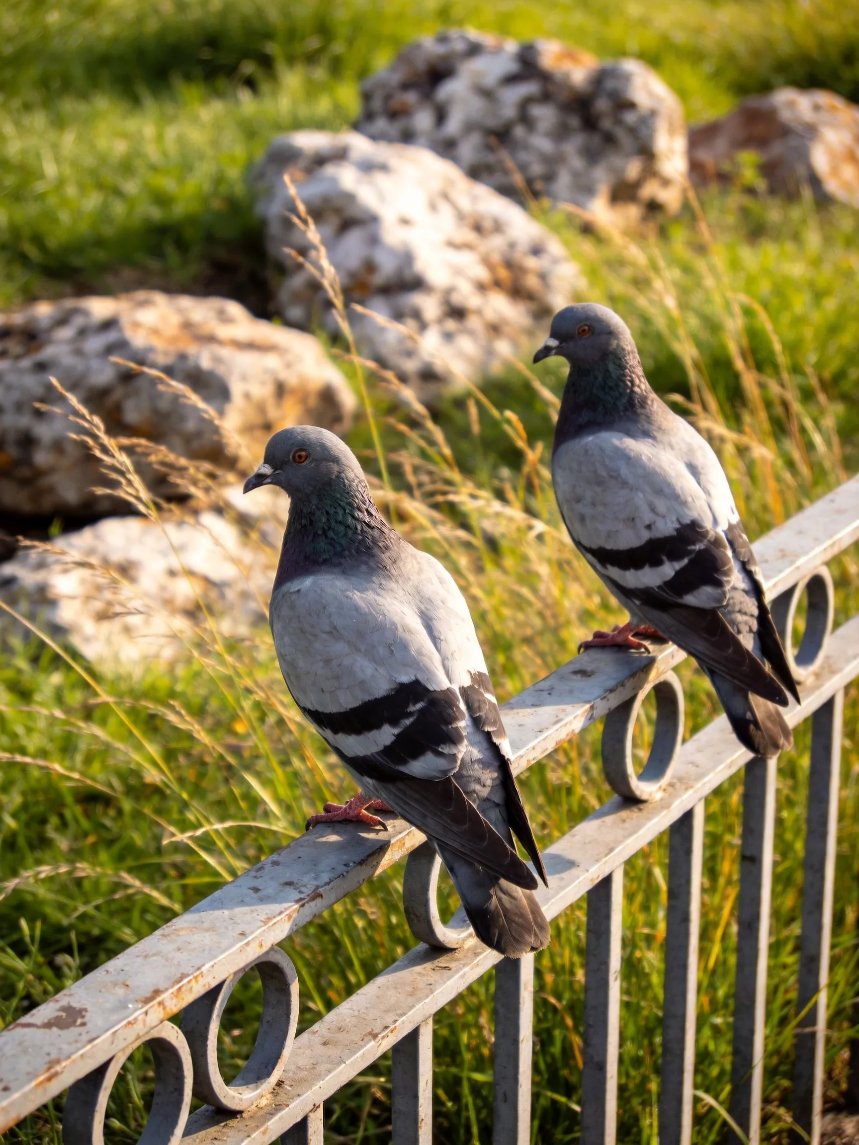Two pigeons rest on a metal fence amid grassy and rocky surroundings.