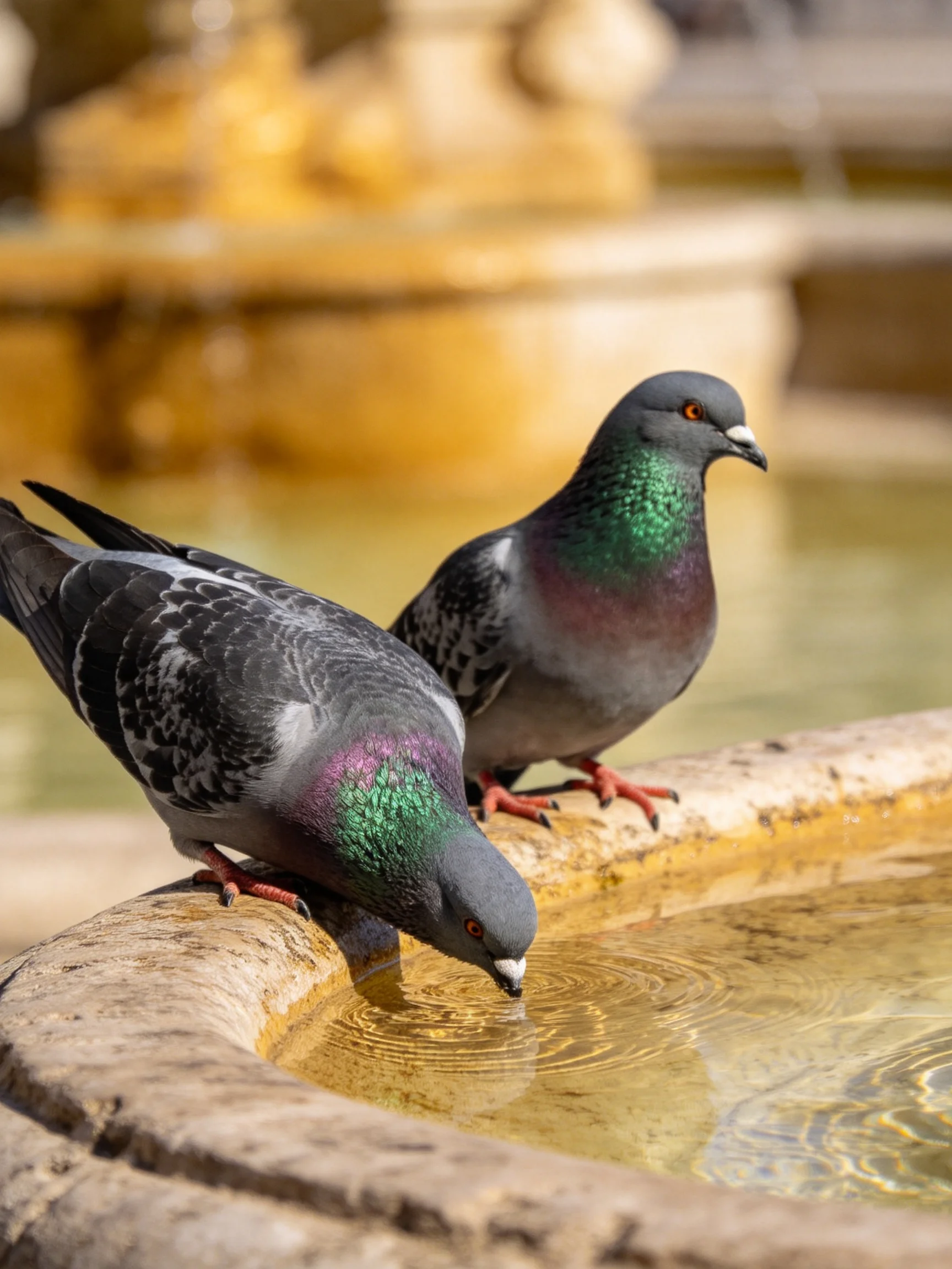 Two pigeons with iridescent necks drink from anaged stone fountain