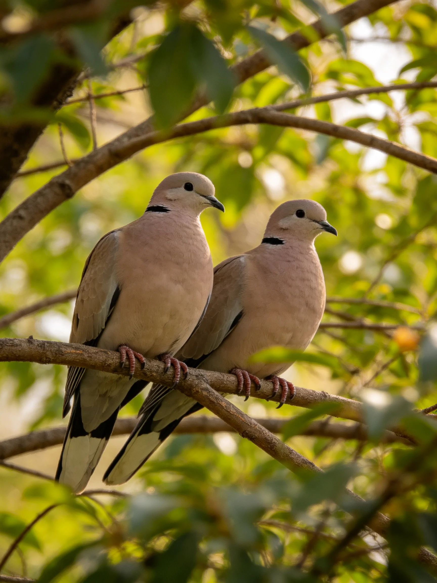 Two ringed doves perch on a tree branch amidst lush green foliage