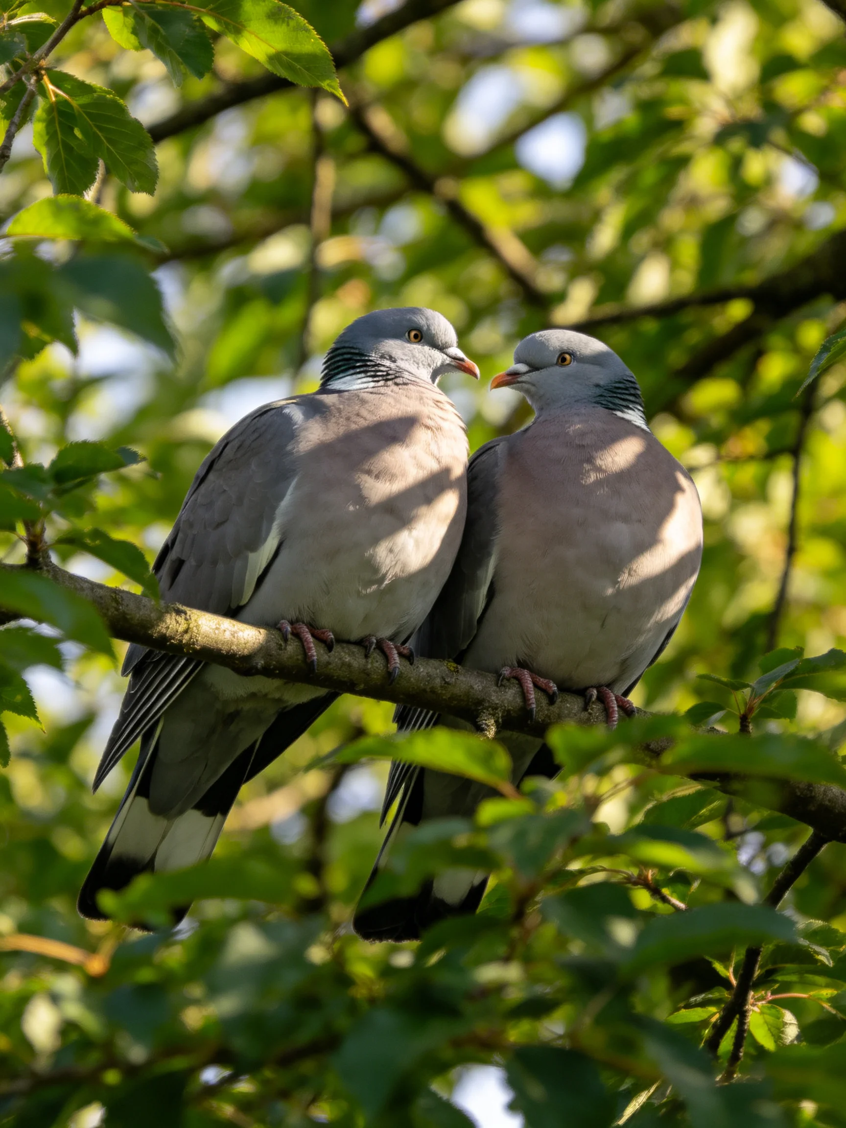 Two wood pigeons perch closely amid lush green foliage