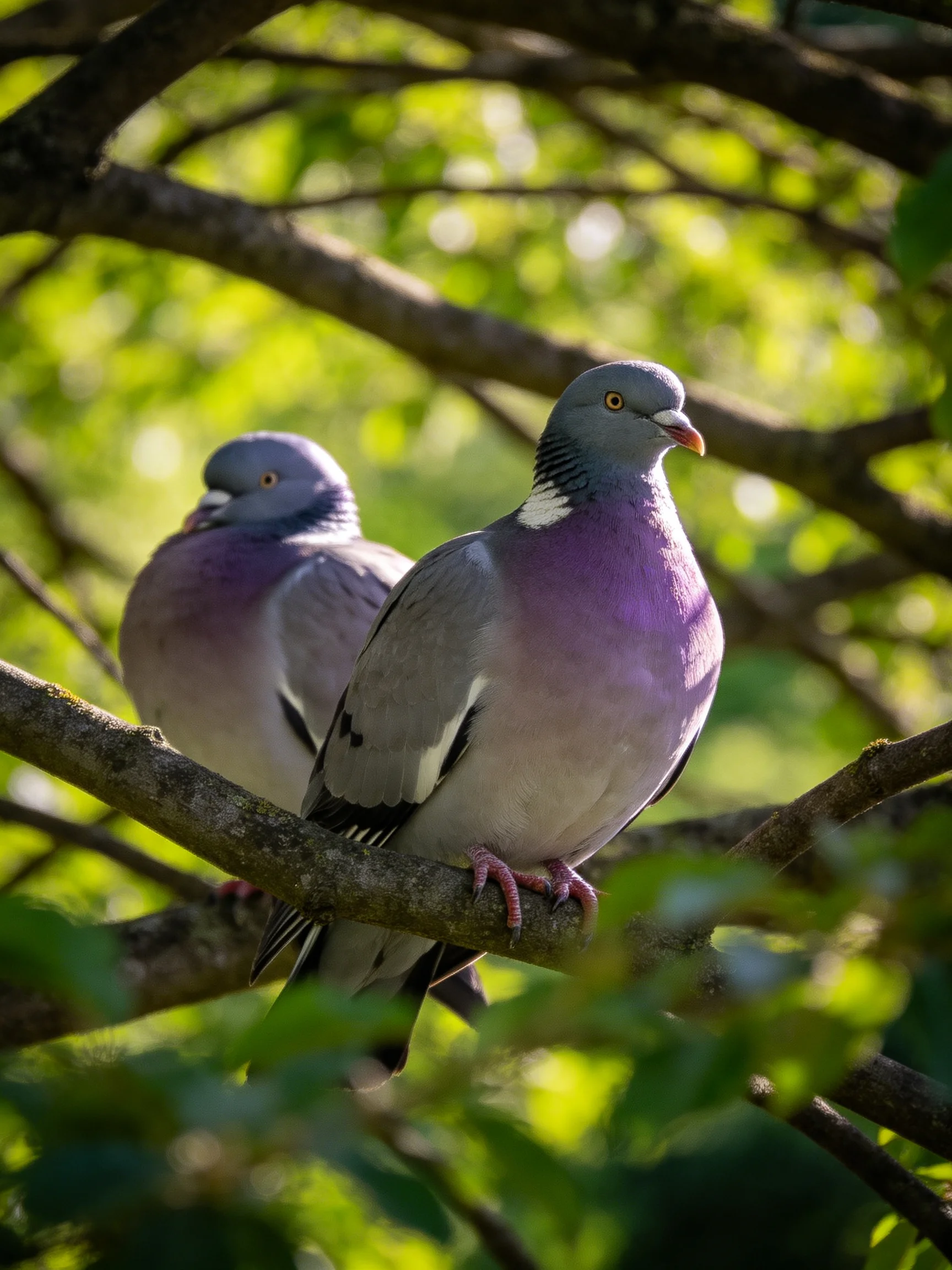 Two wood pigeons with purple chests rest on tree branches amid green foliage