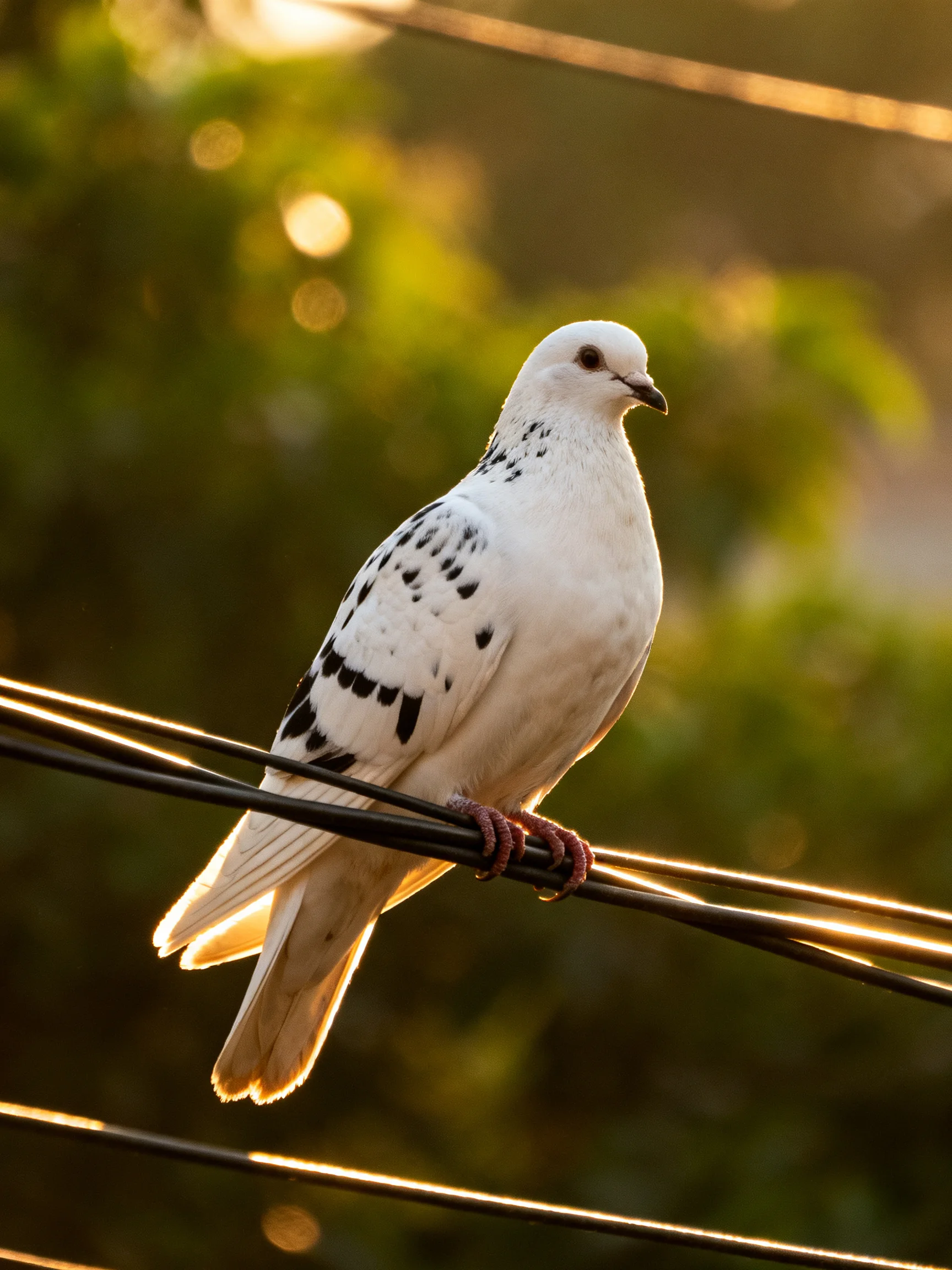 White and black spotted dove perched on electrical wires at golden hour