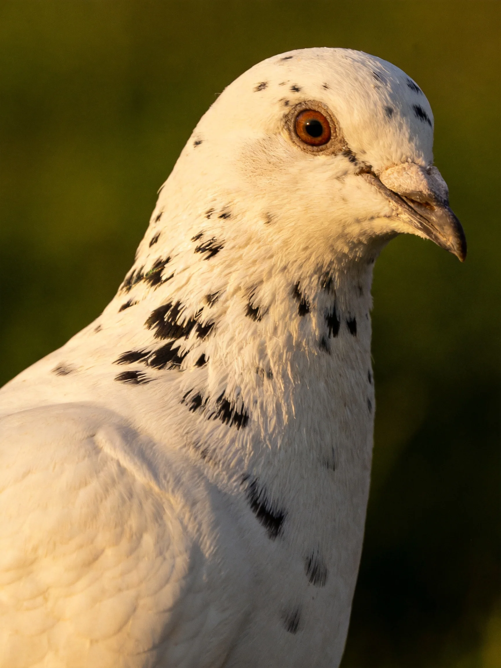 White pigeon with black speckles in close-up view