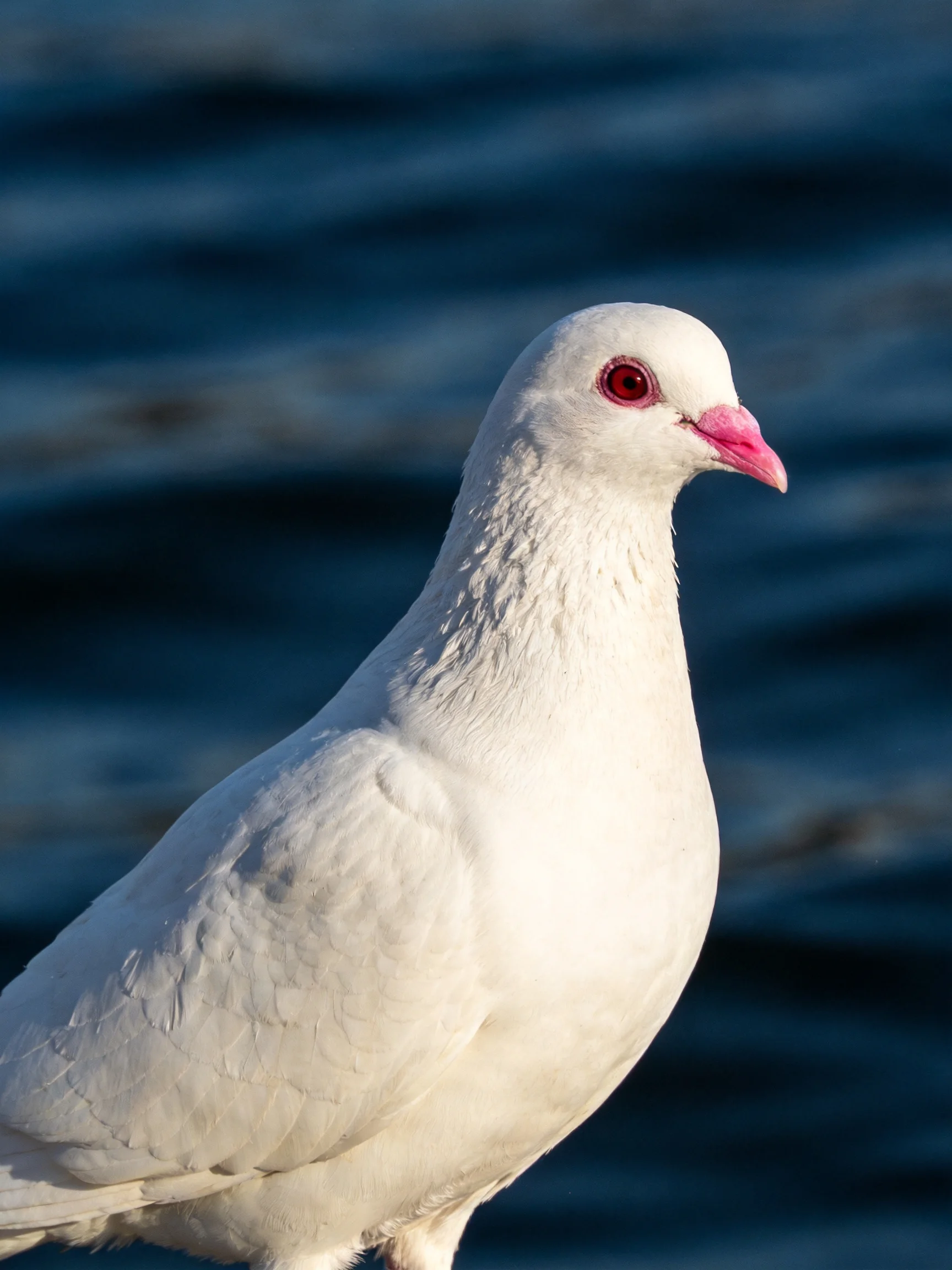 White pigeon with pink beak, red eye near dark blue water
