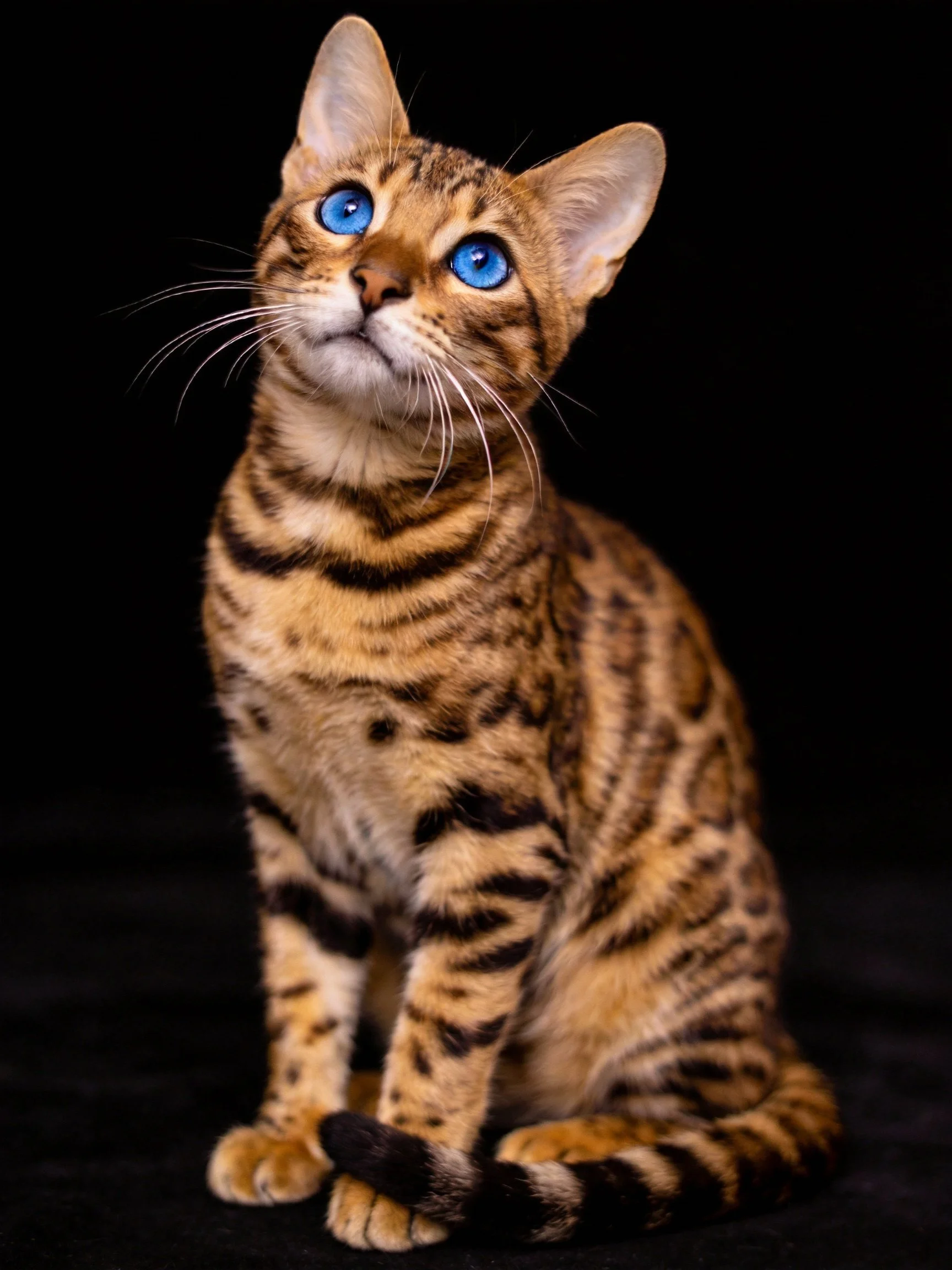 A Bengal cat with bright blue eyes is posed against a solid black background.