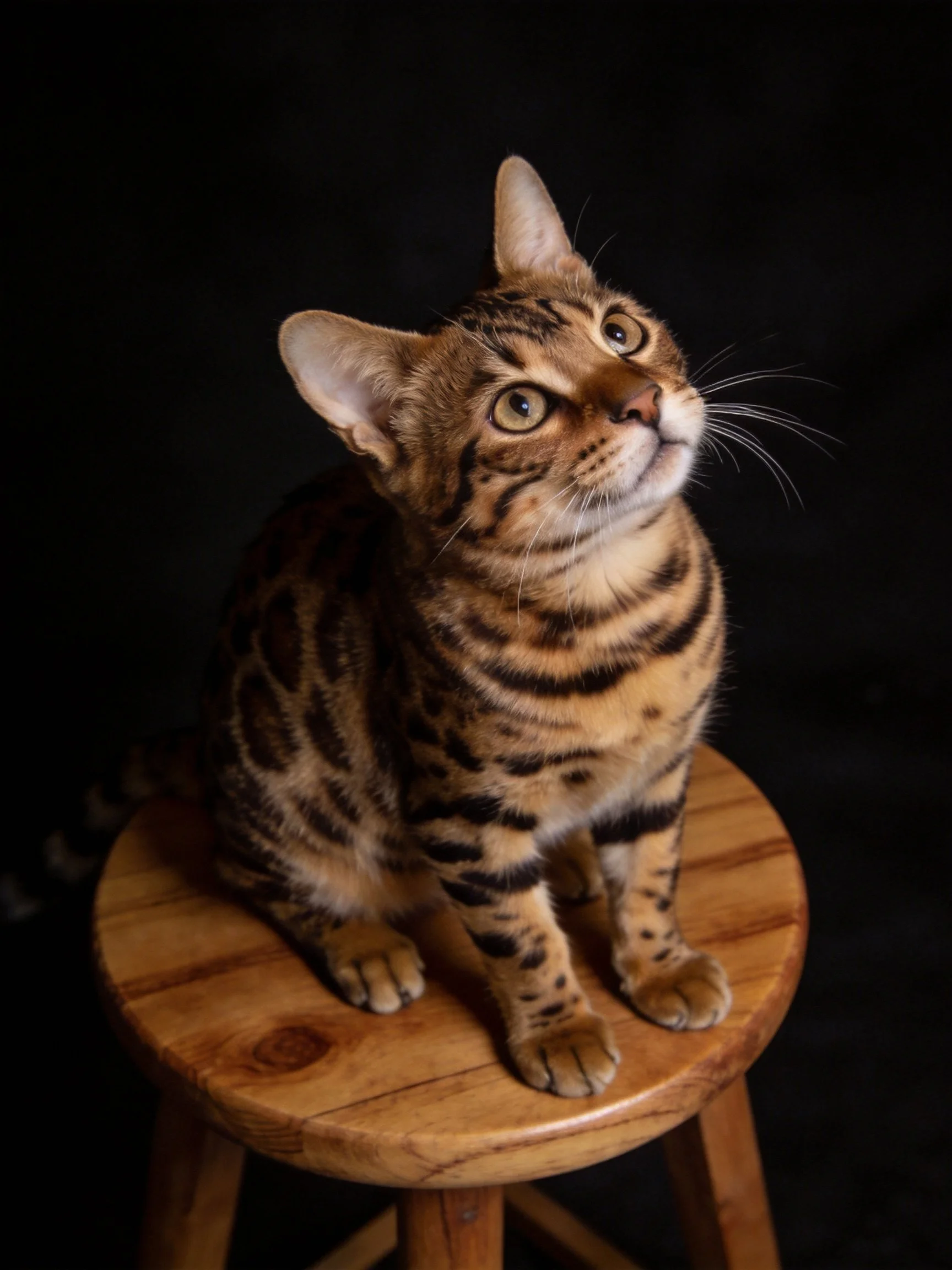A Bengal cat with striped fur sits on a wooden stool in a dark setting