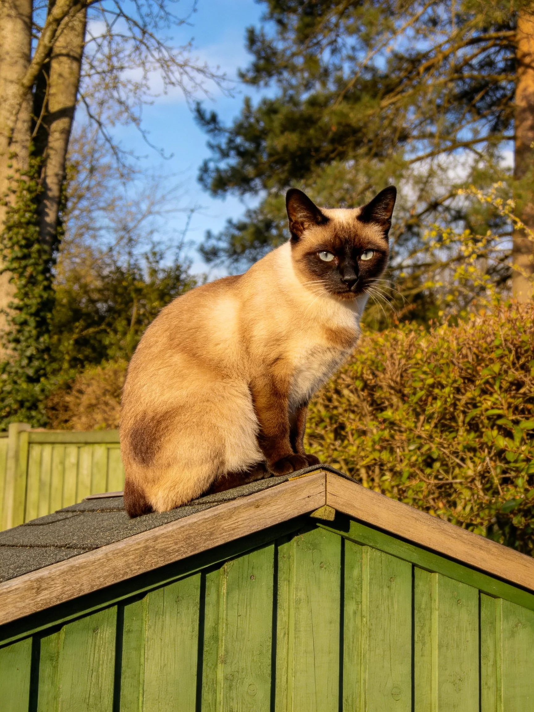 A Siamese cat perched on a green wooden shed roof