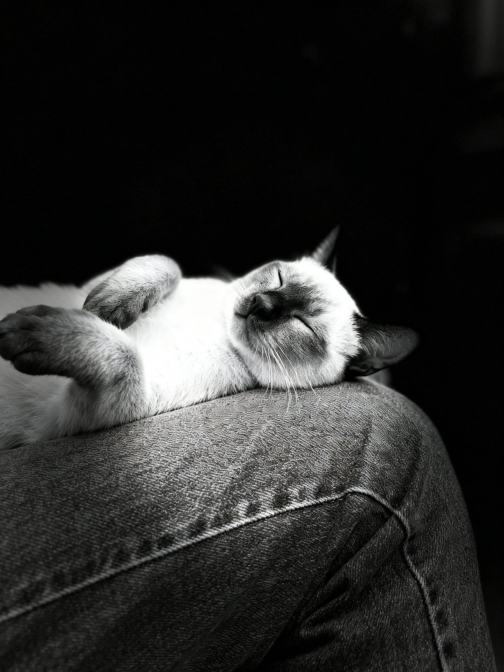 A Siamese cat rests on denim fabric in a high-contrast black and white scene