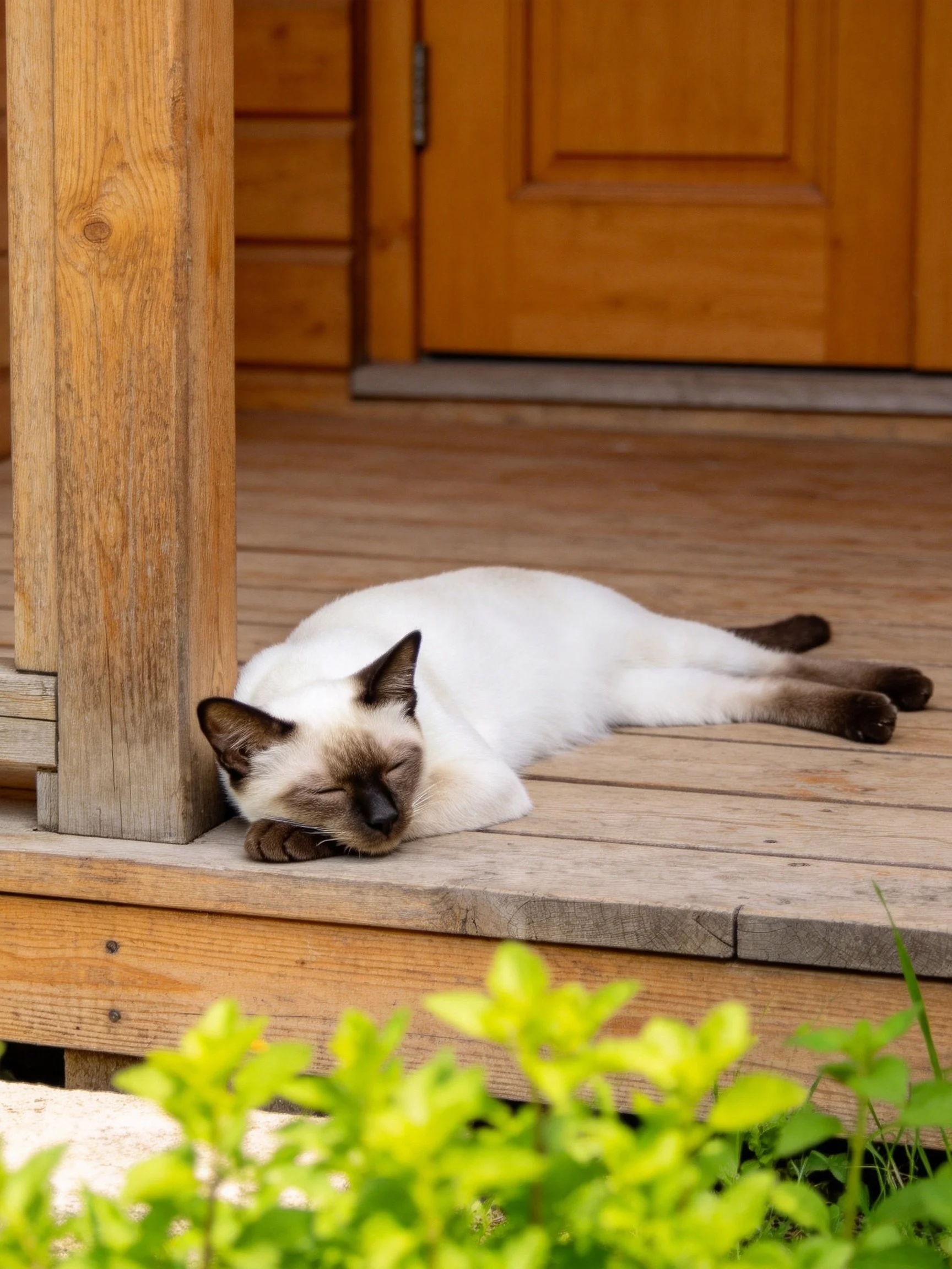A Siamese cat rests peacefully on a wooden porch by a brown door