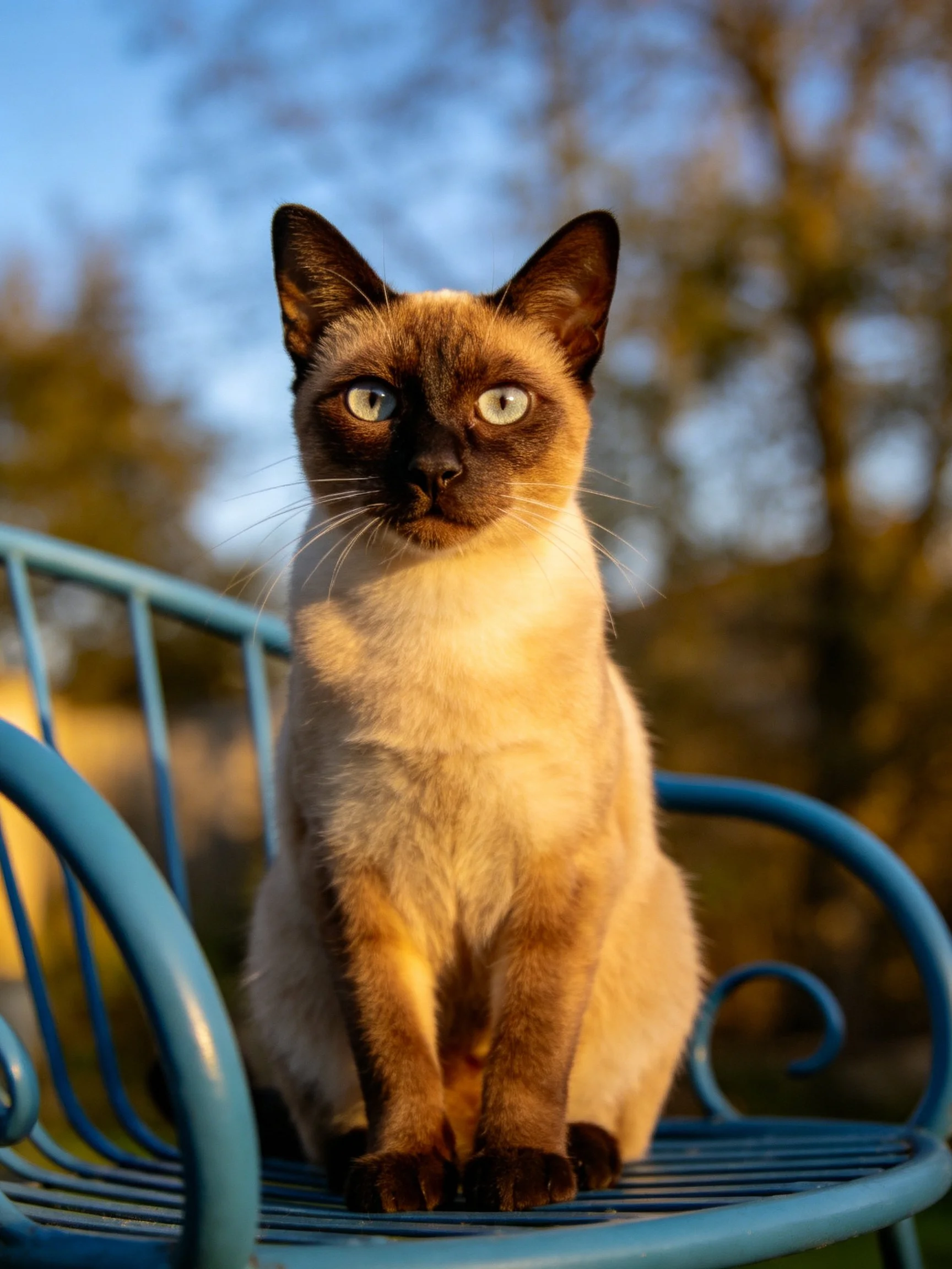 A Siamese cat sits on a blue metal bench in an outdoor setting.
