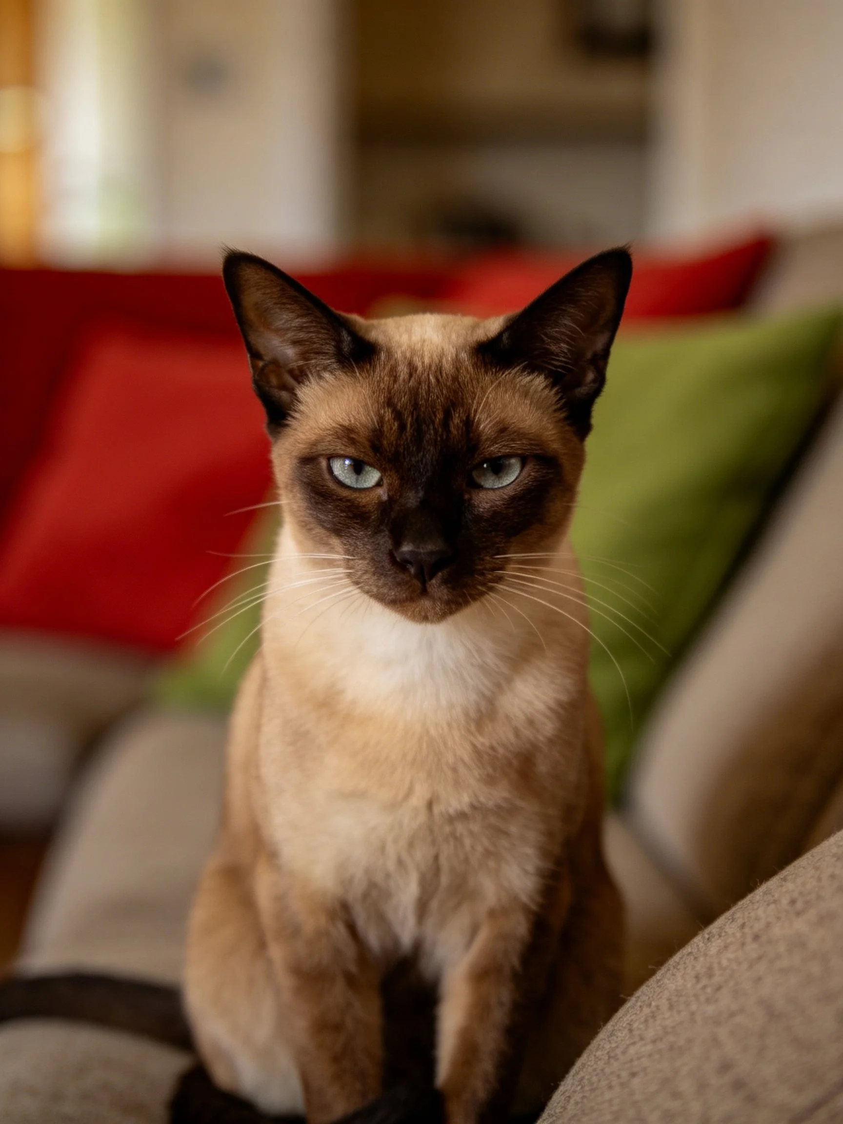 A Siamese cat sits on a couch with red and green pillows