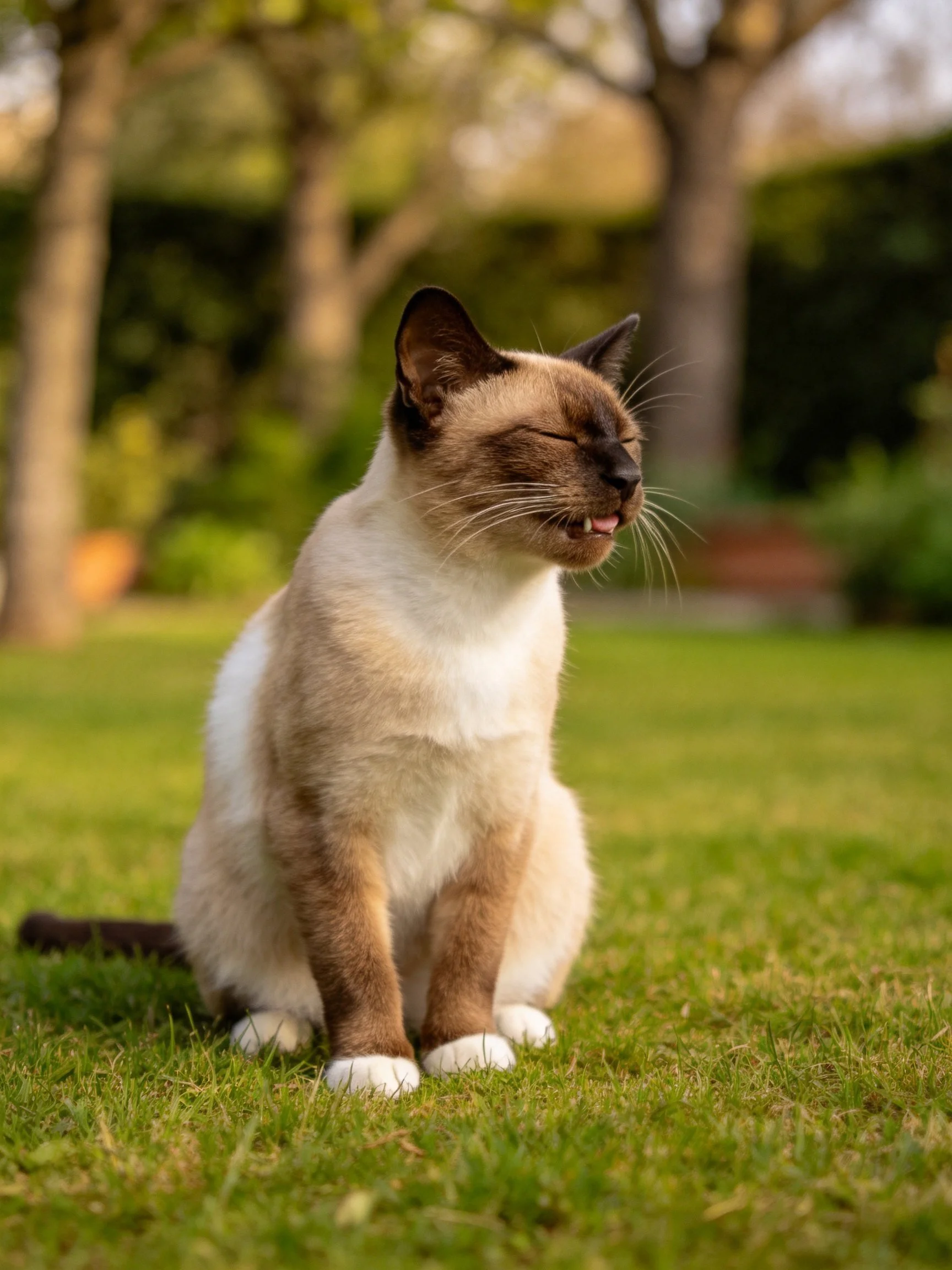 A Siamese cat relaxes on grass in a sunlit garden.