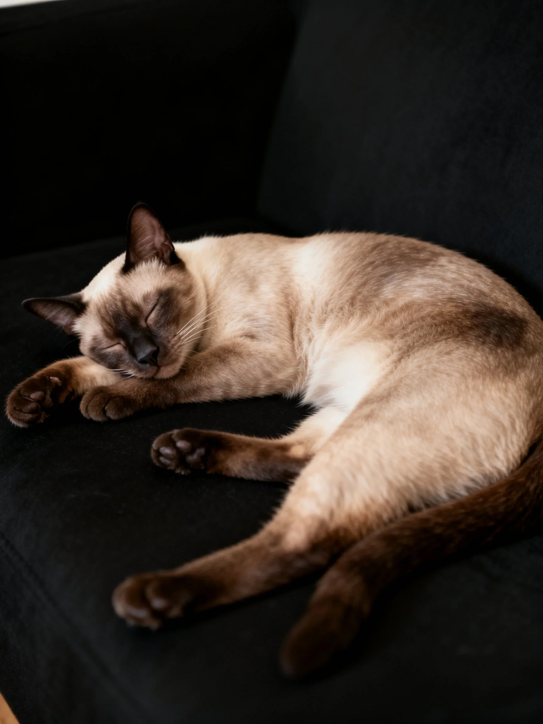 A Siamese cat sleeps on a black couch with cream and brown fur
