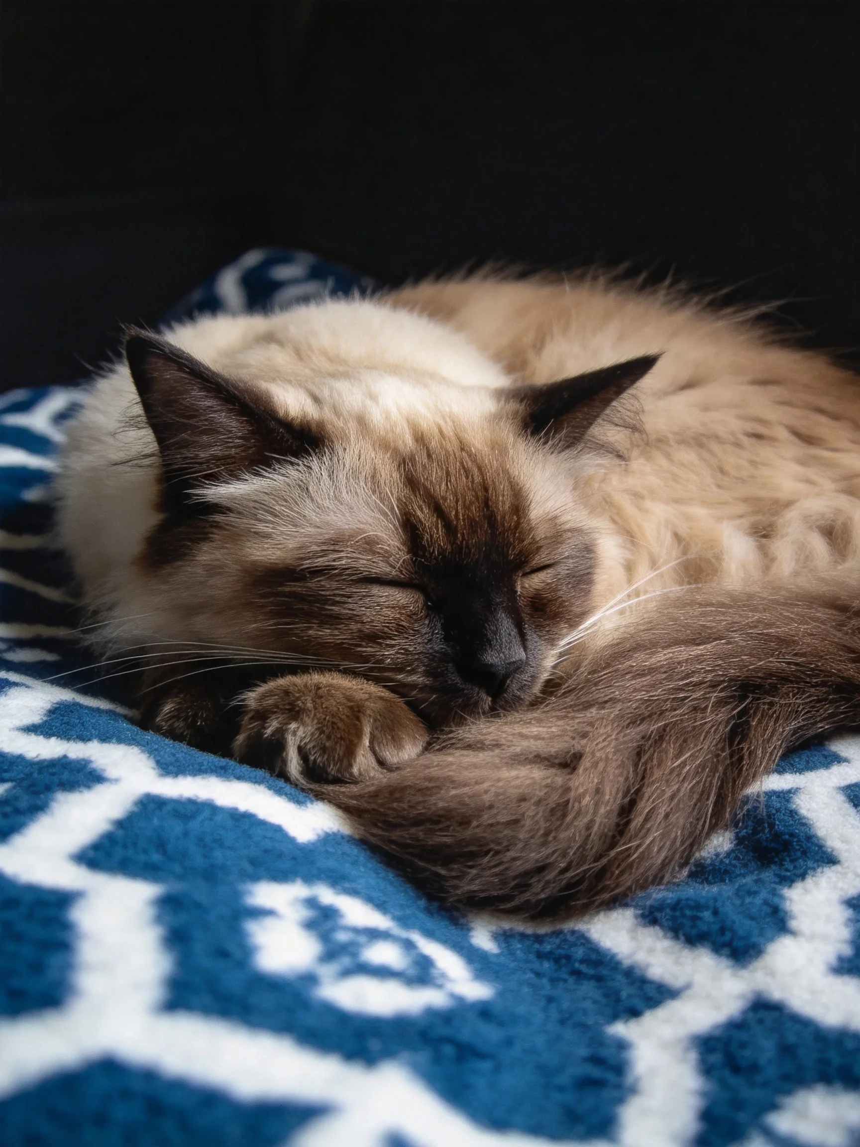 A Siamese cat sleeps peacefully on a blue-patterned blanket
