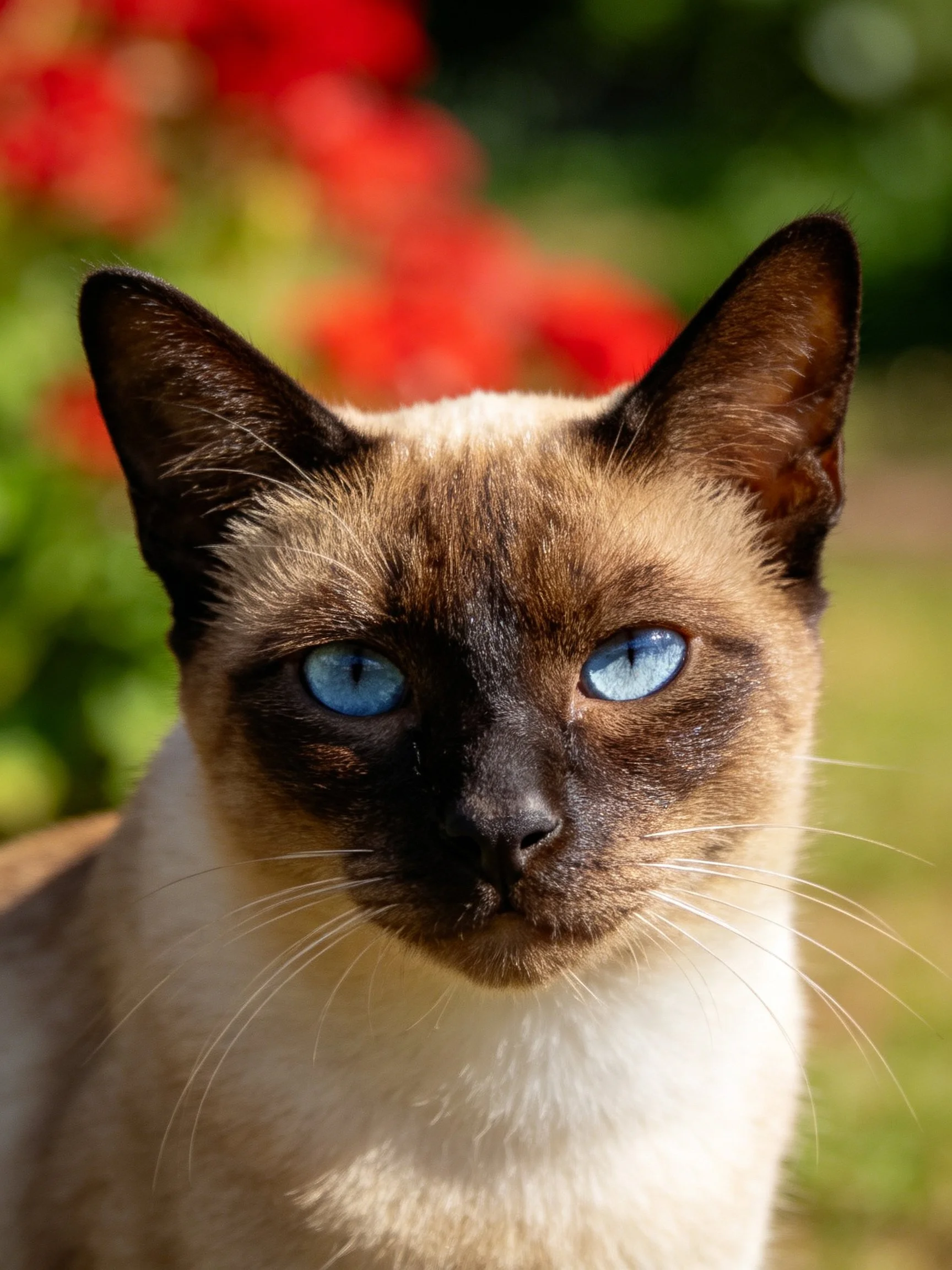 A Siamese cat with blue eyes is near red flowers in an outdoor setting.