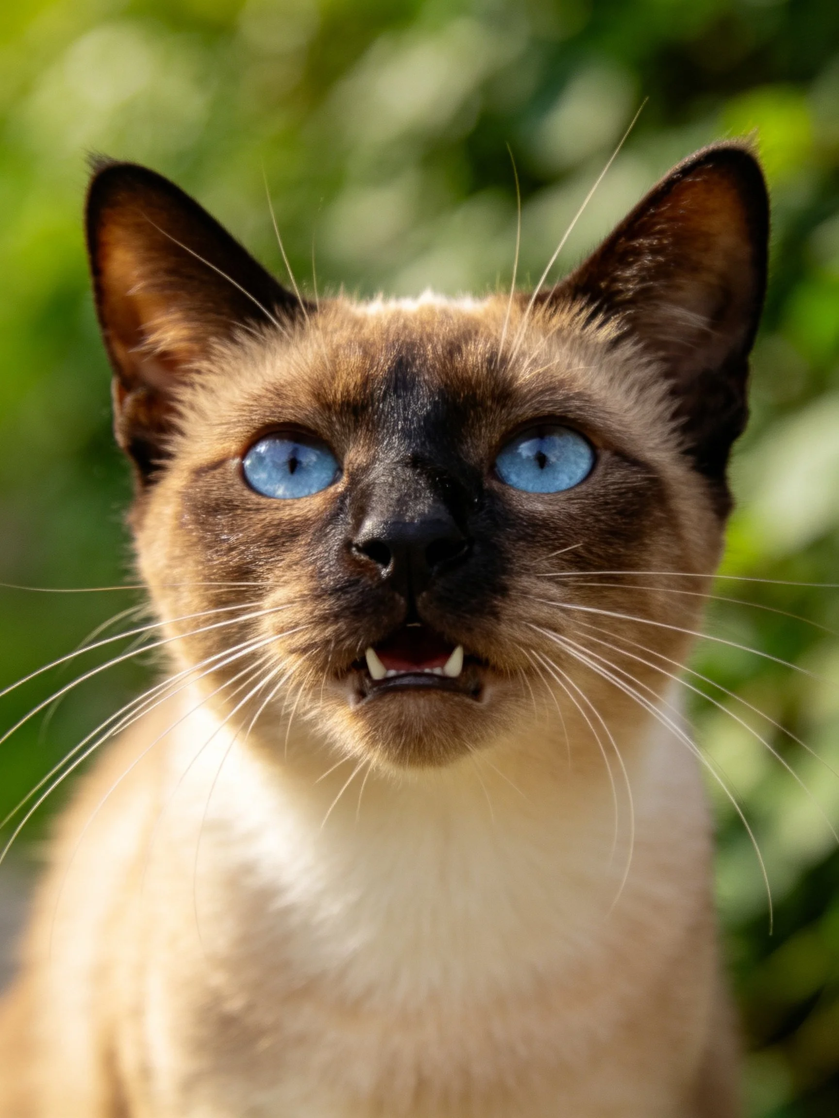 Close - up of a Siamese cat with vivid blue eyes amid a blurred green backdrop.