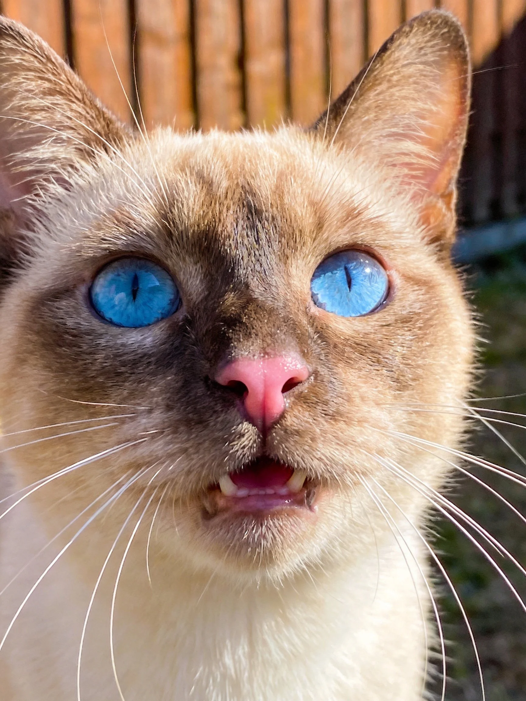 Close - up of a Siamese cat showcasing its vivid blue eyes.