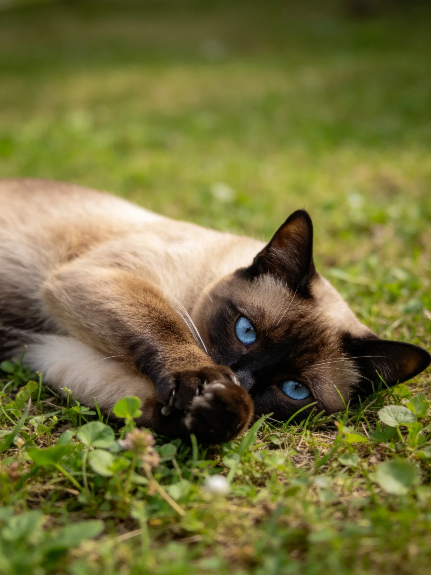 A Siamese cat with blue eyes relaxes on grass outdoors.