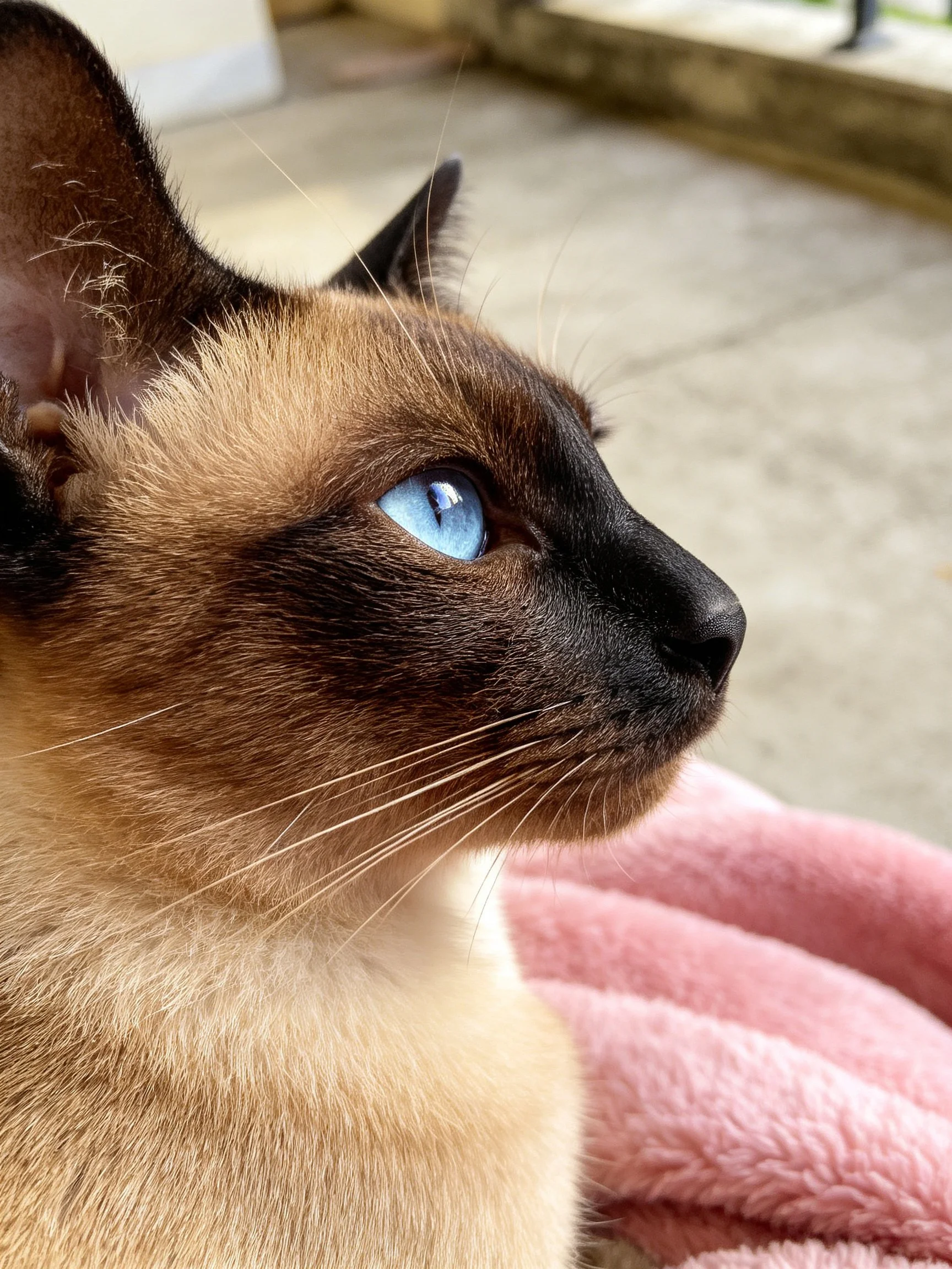A Siamese cat with blue eyes rests beside a pink towel.