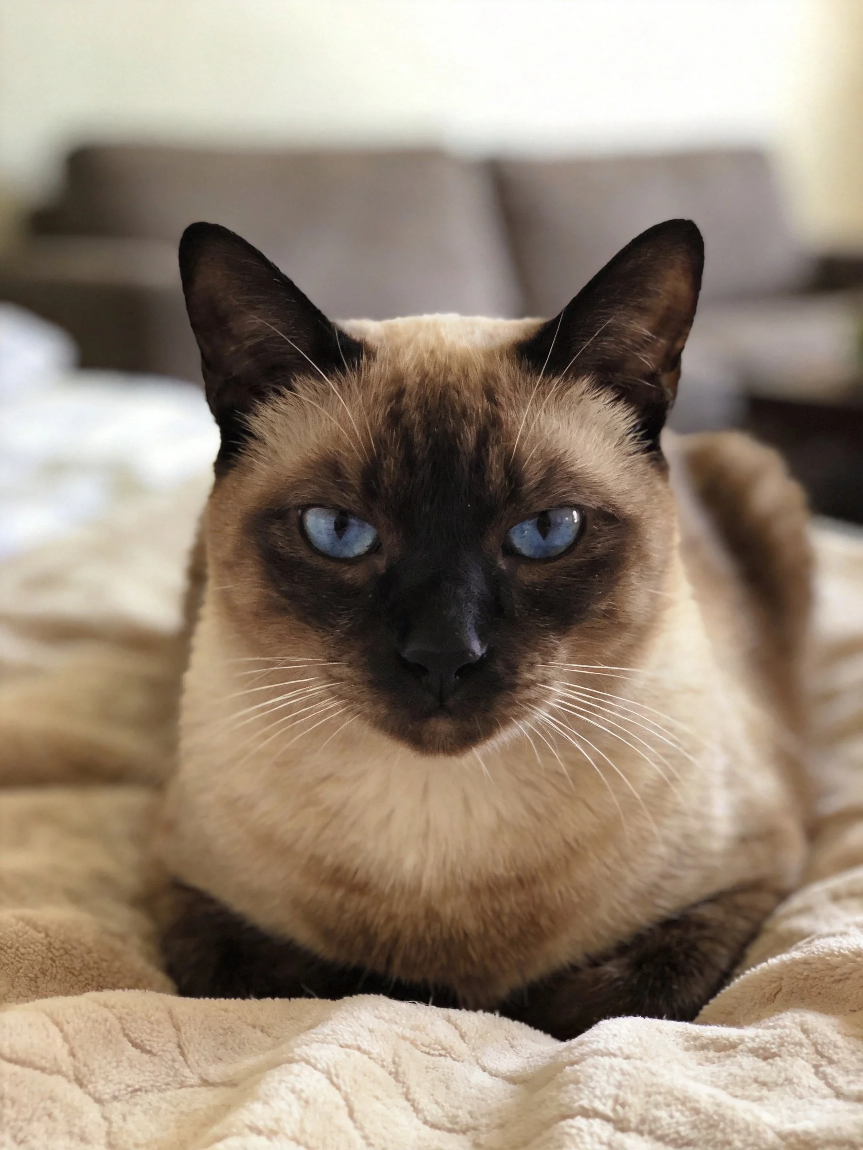 A Siamese cat with bright blue eyes rests on a soft beige blanket