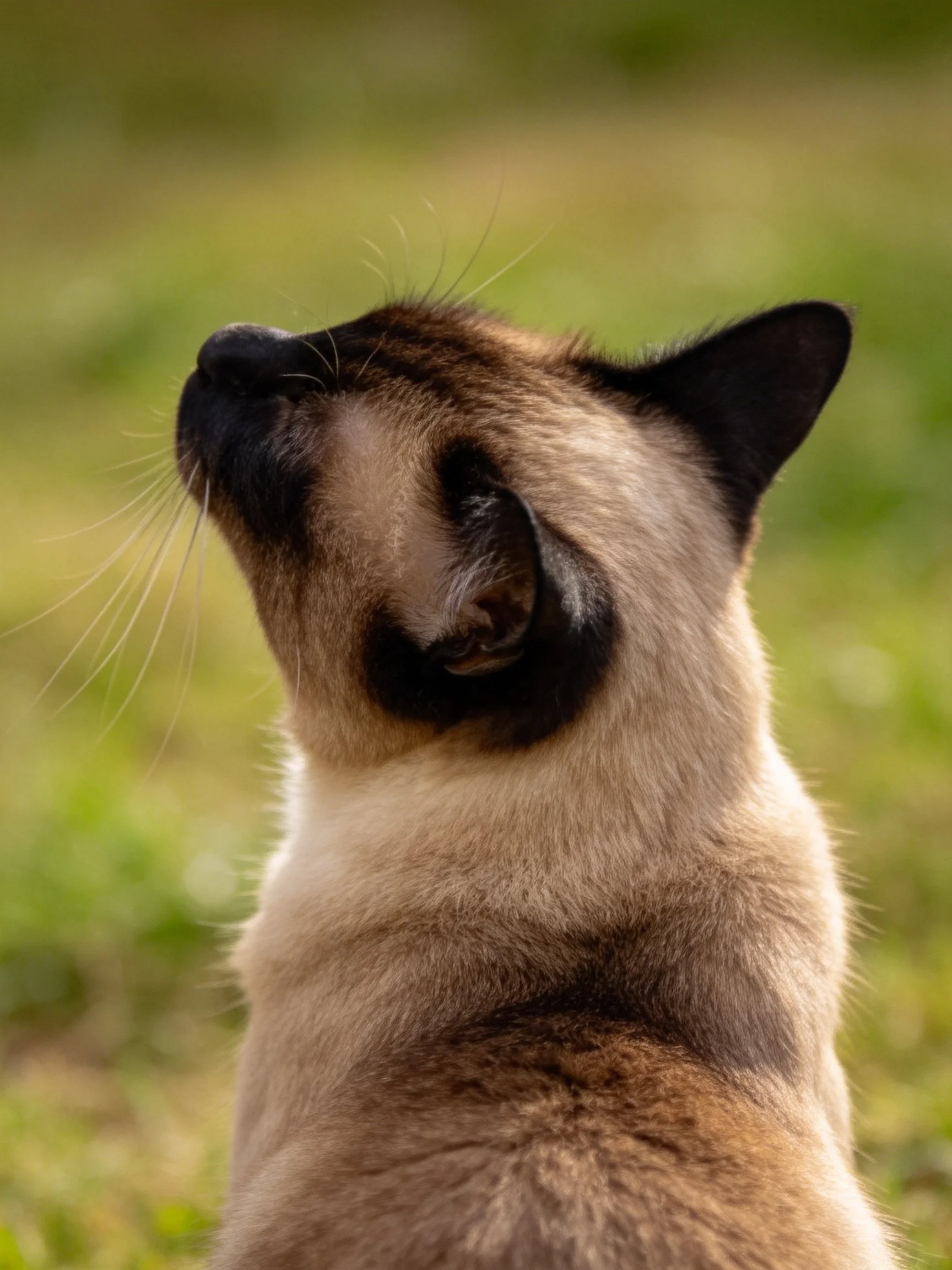 A Siamese cat with cream and dark brown fur gazes upward outdoors