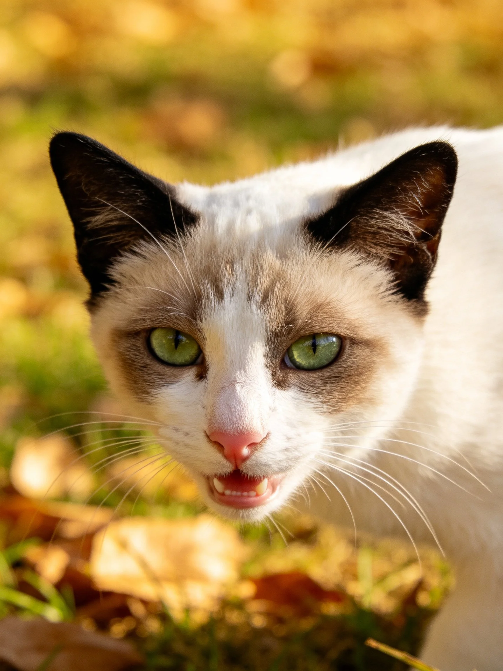 A Siamese cat with green eyes stands near golden autumn foliage.