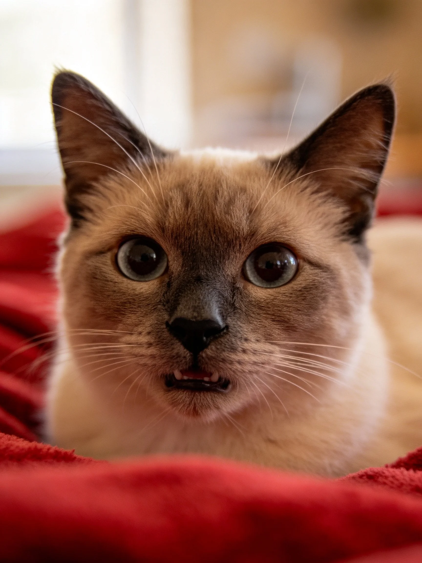 A Siamese cat with large eyes rests on a vibrant red blanket