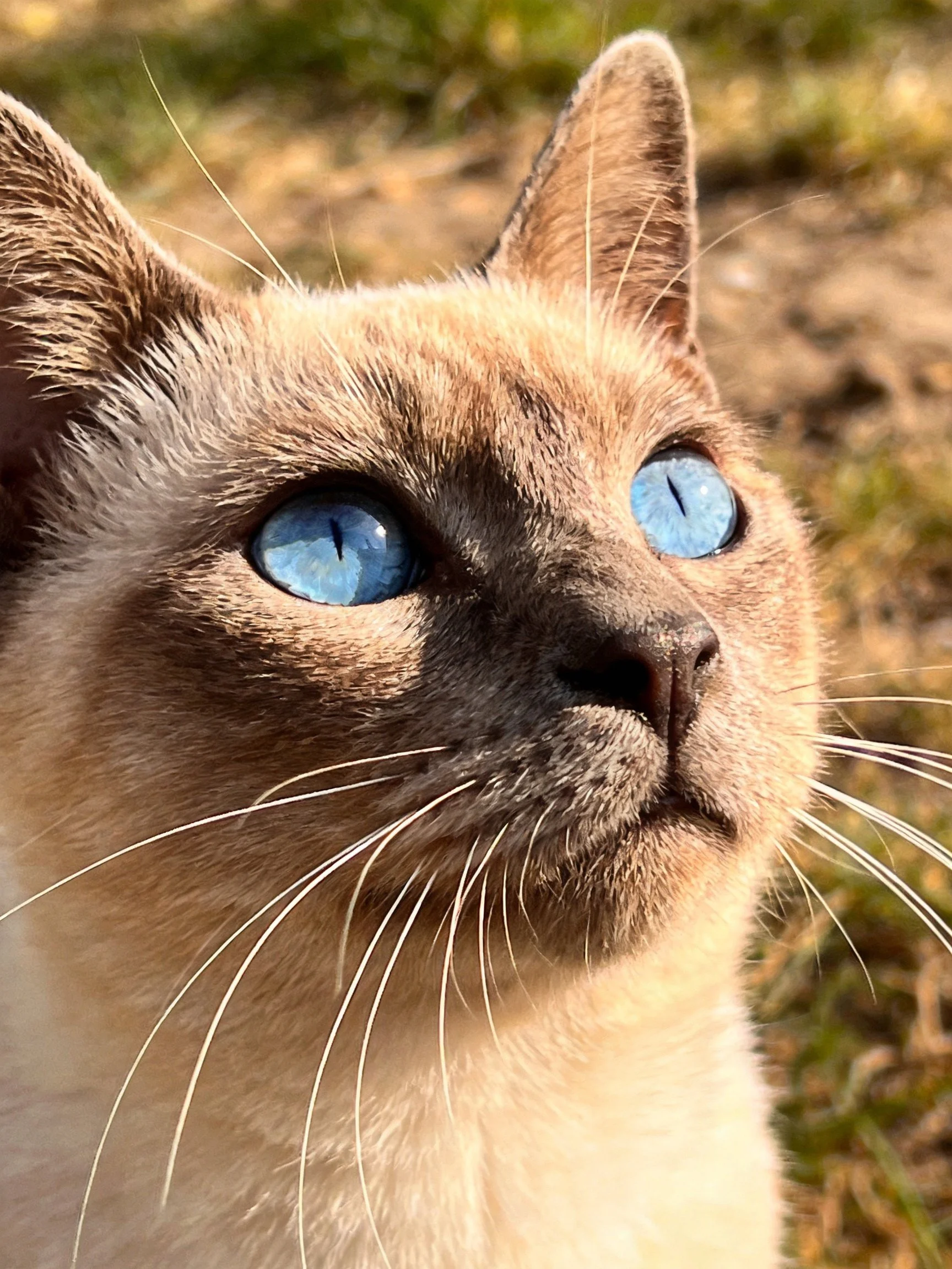 A Siamese cat with vivid blue eyes gazes upward in natural light.
