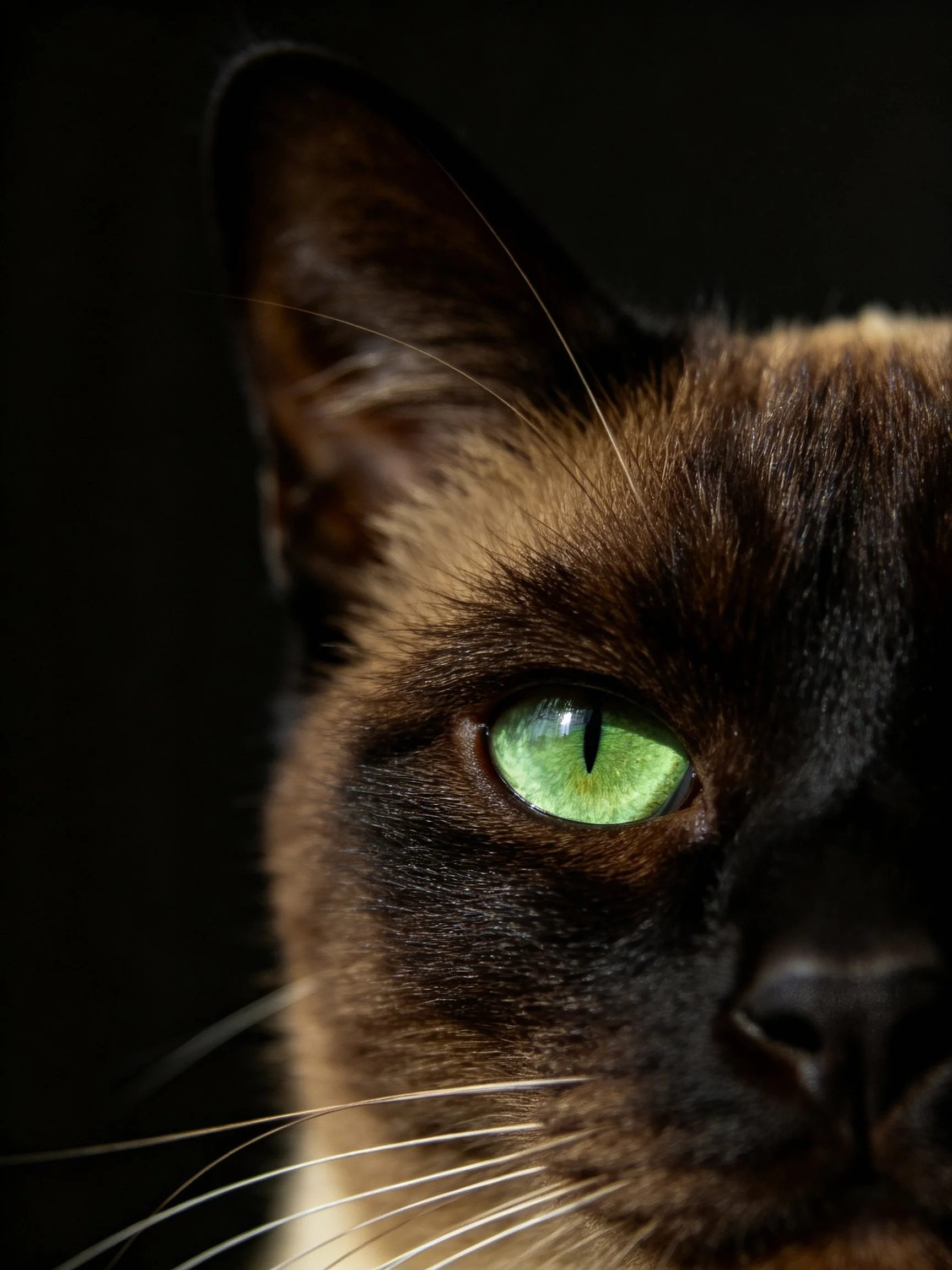 Close - up of a Siamese cat showcasing its bright green eye and dark fur.